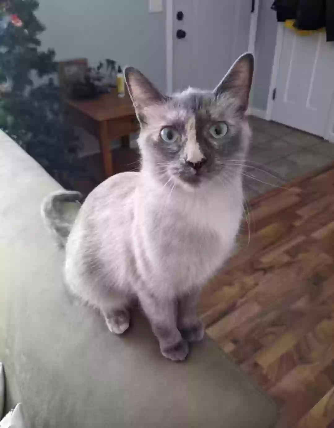 Lost cat in North Branch, MN, 55056