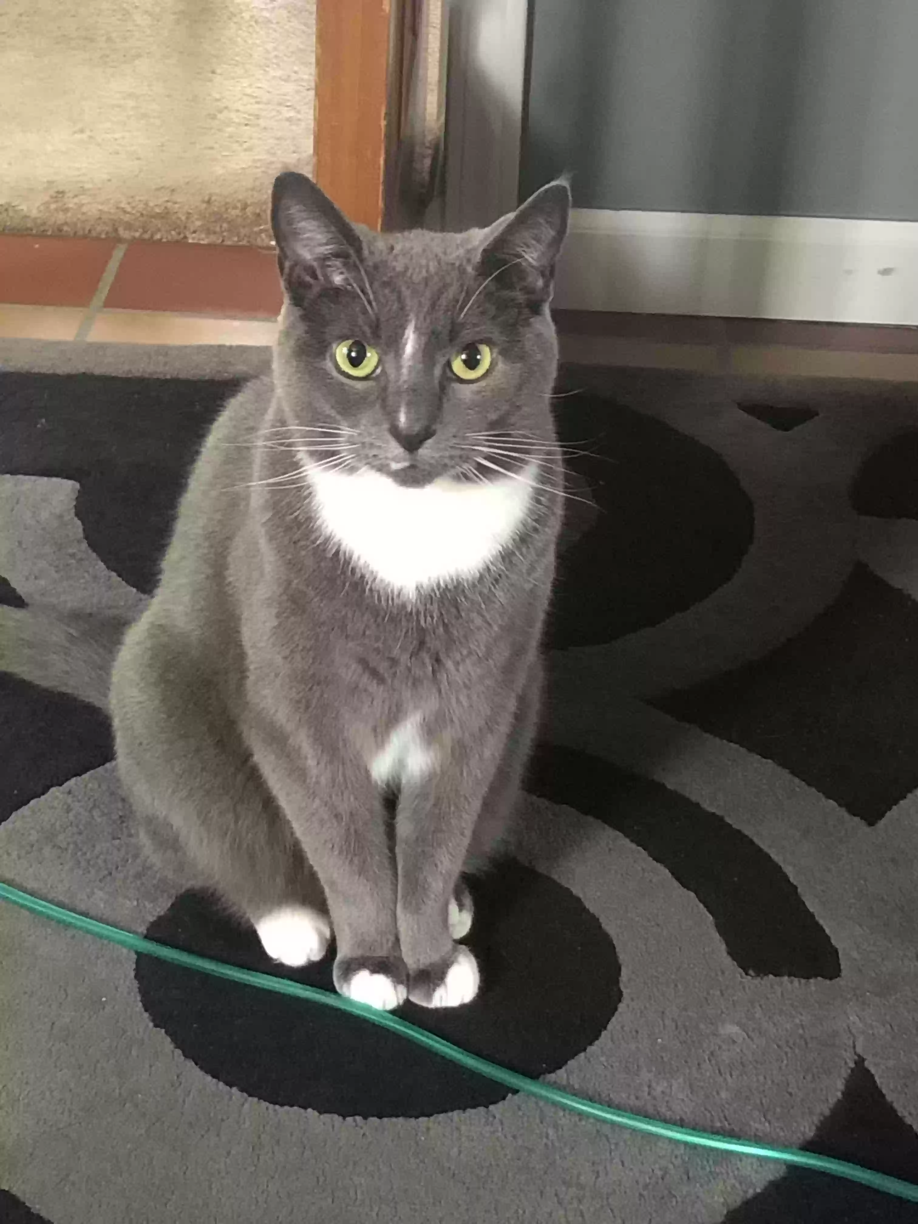 Lost cat in West Mifflin, PA, 15122