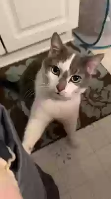 Lost cat in Princeton, IL, 61356