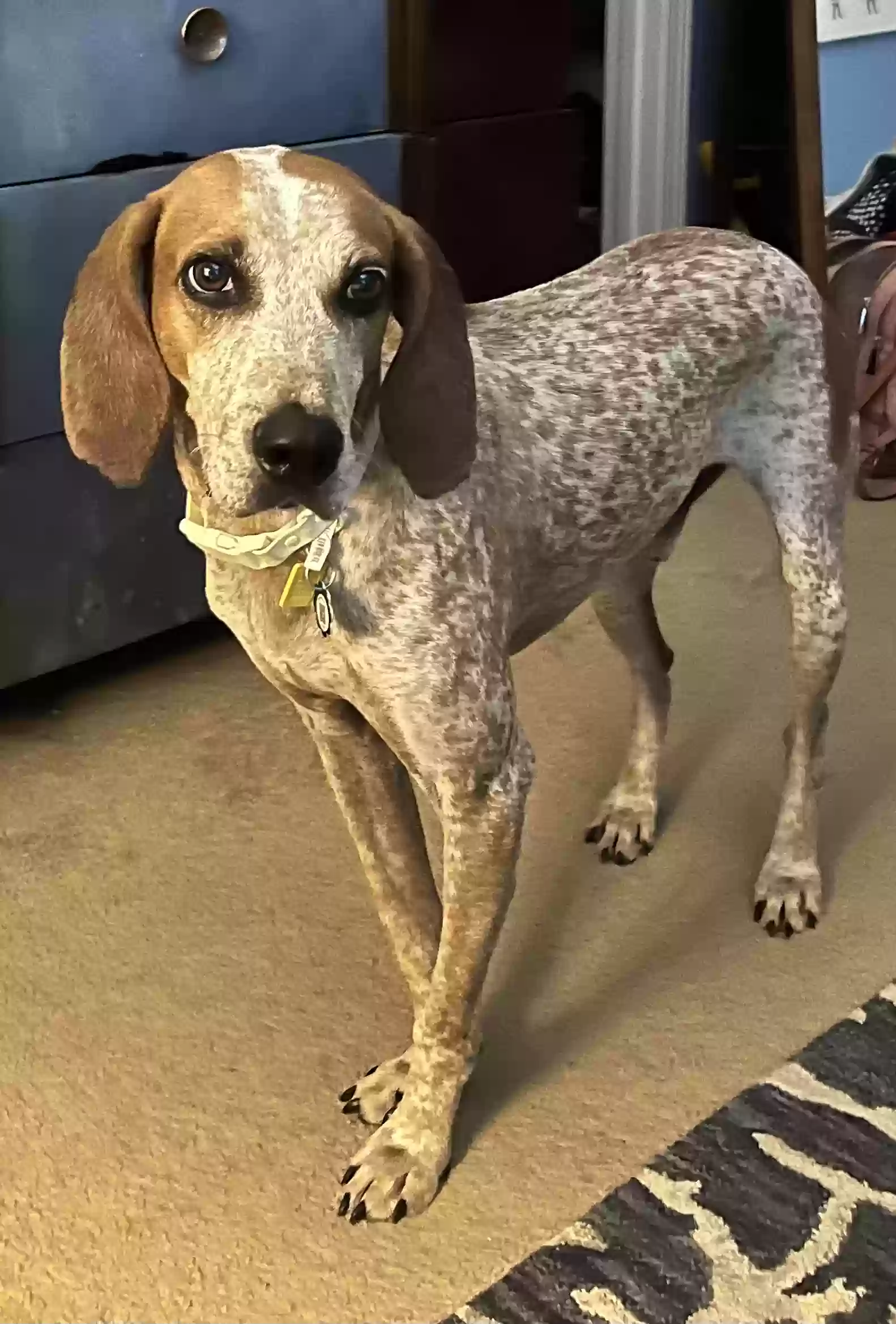 Lost dog in Stockbridge, GA, 30281