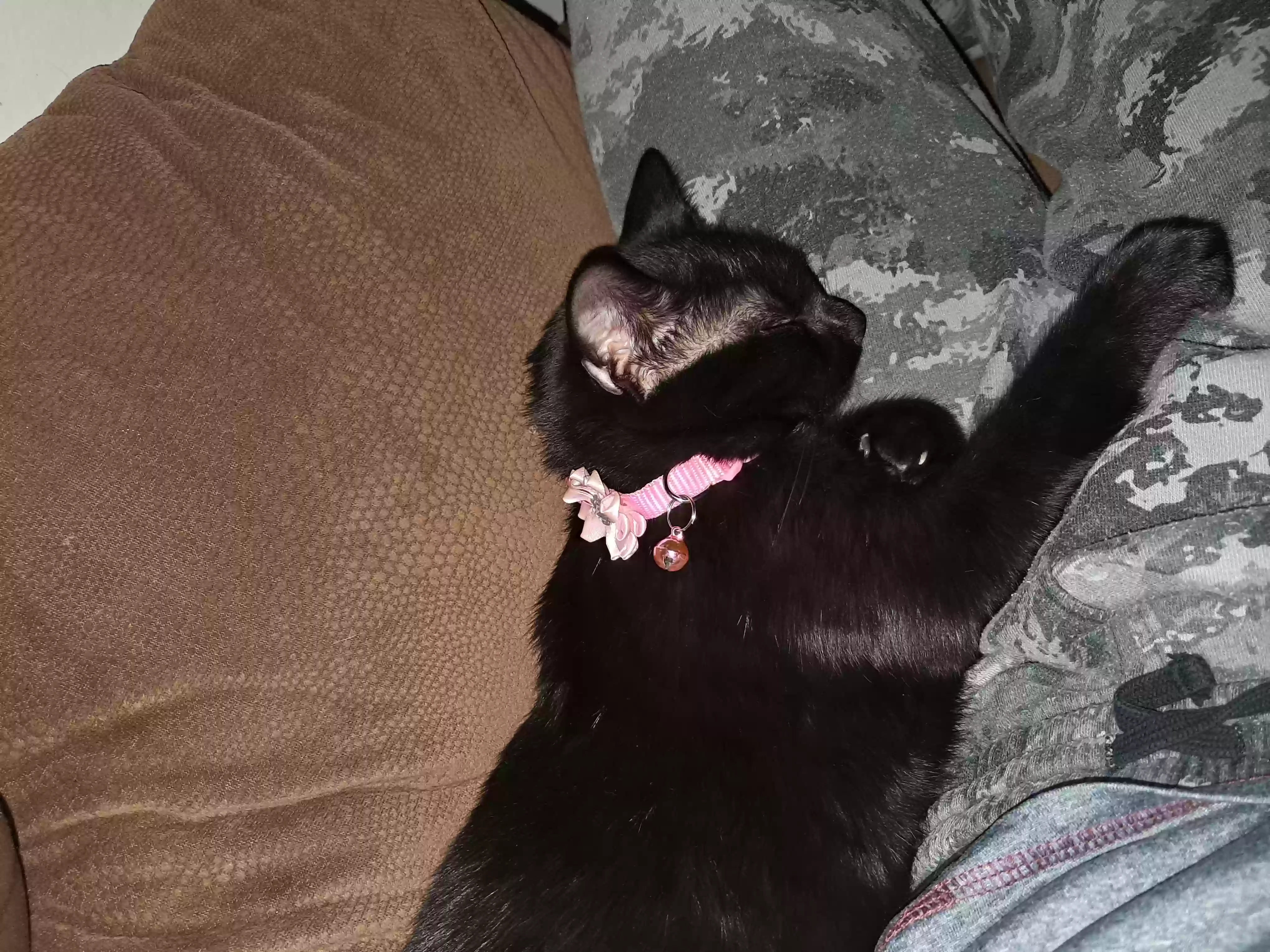 Lost cat in West Palm Beach, FL, 33409