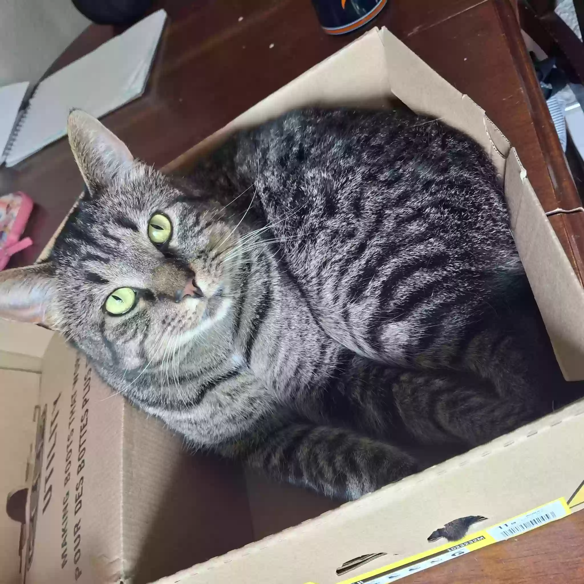 Lost cat in Holt, MI, 48842
