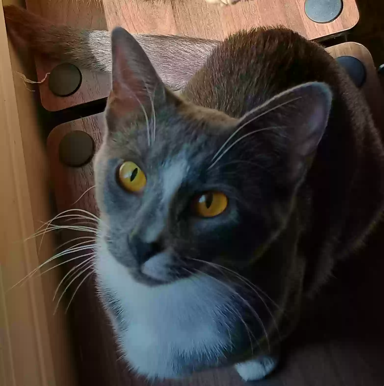 Lost cat in Buford, GA, 30518