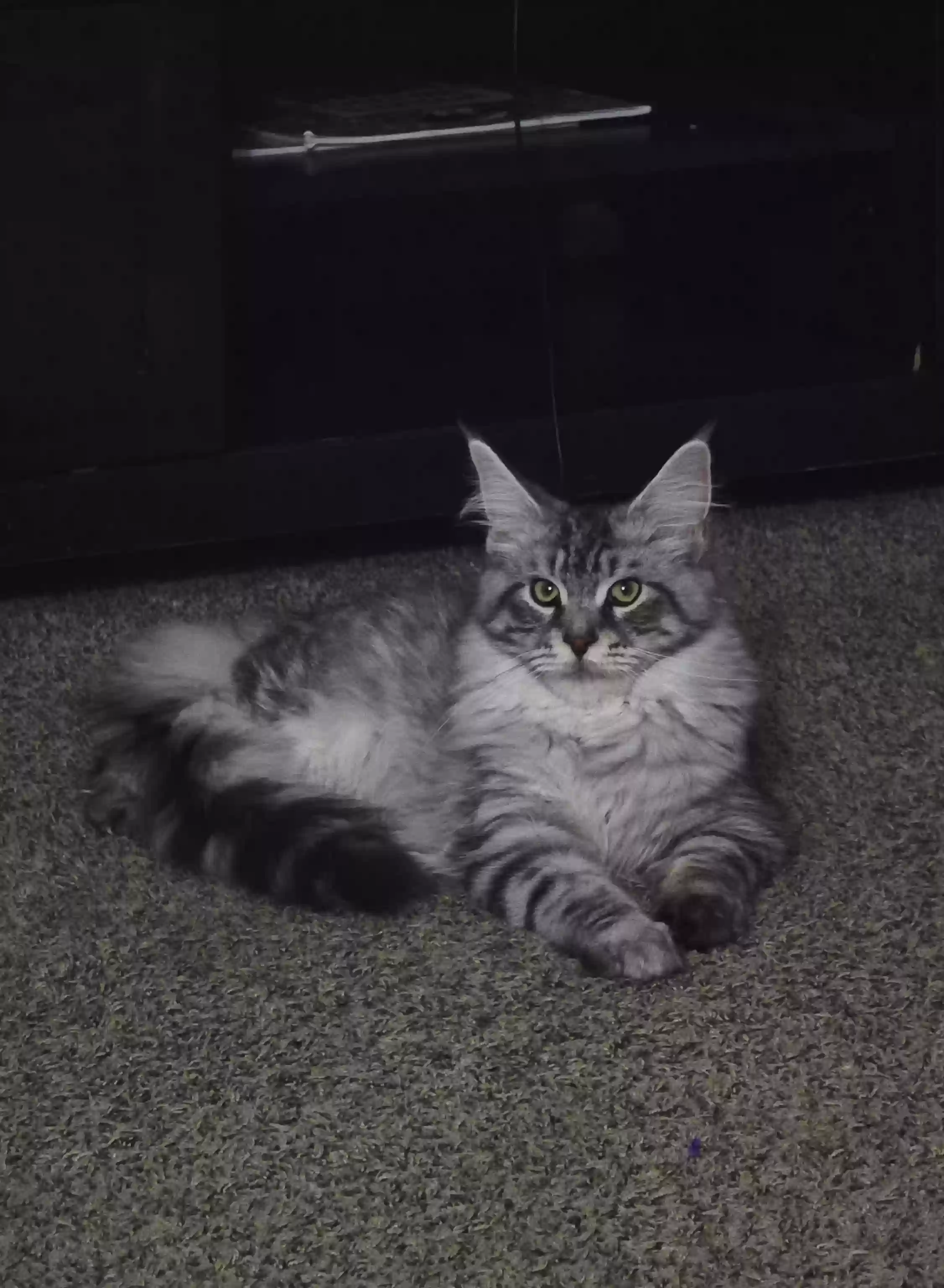 Lost cat in Clarksville, TN, 37042