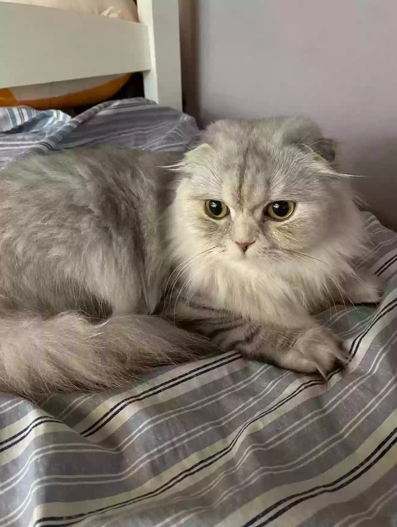 Lost cat in Tacoma, WA, 98424