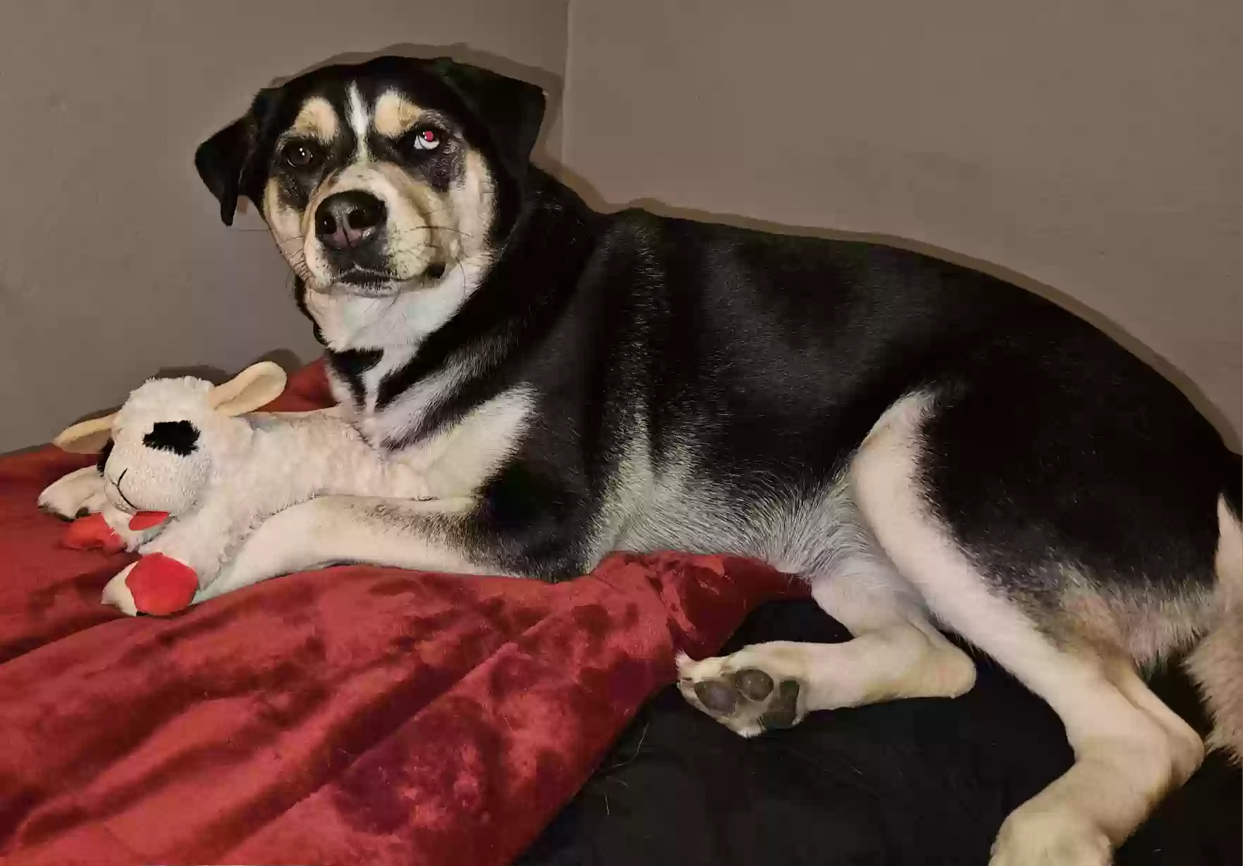 Lost dog in Springville, IA, 52336
