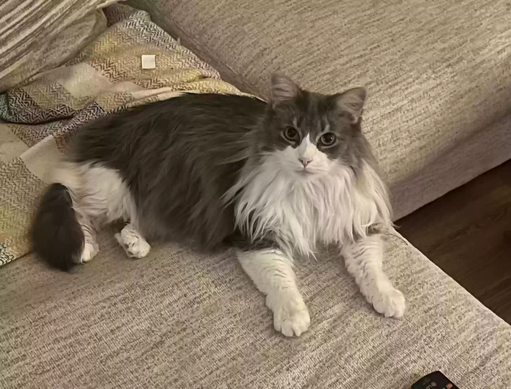 Lost cat in Lawrenceville, GA, 30046