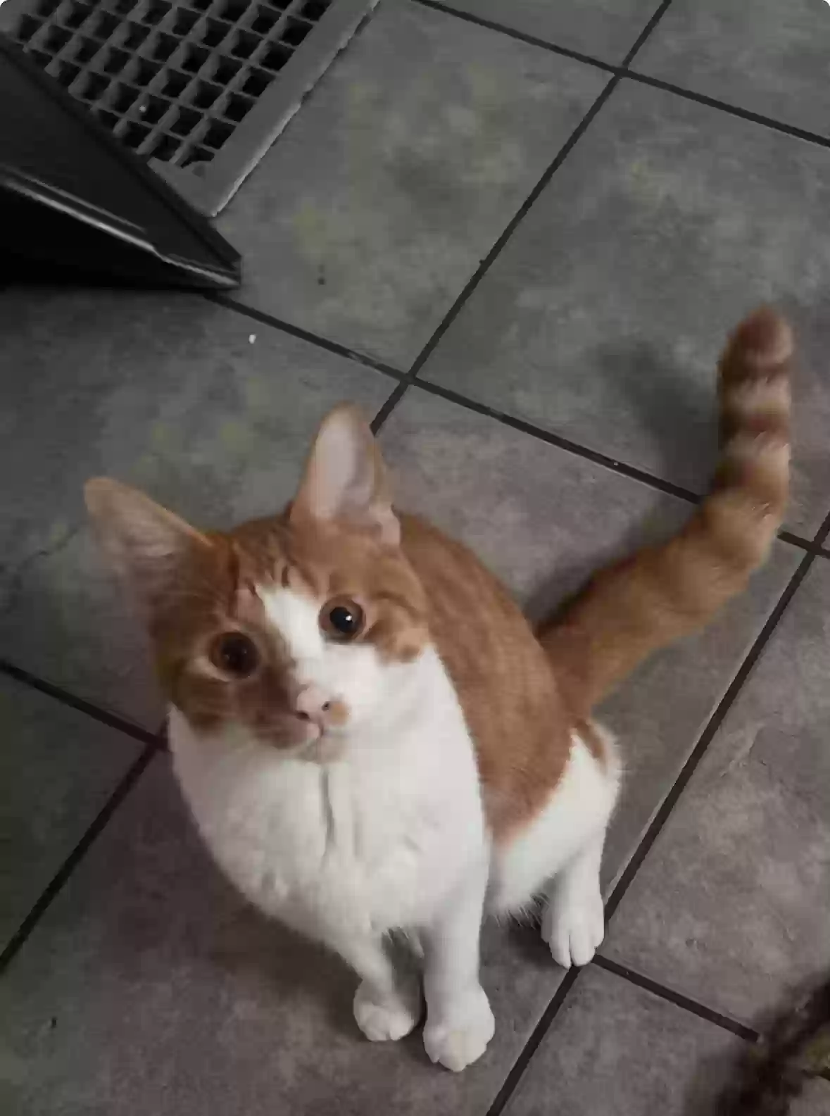 Lost cat in Detroit, MI, 48209