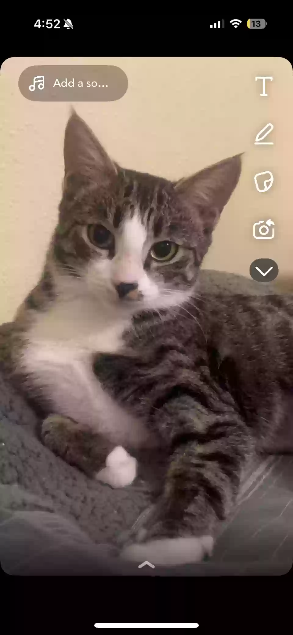 Lost cat in Las Vegas, NV, 89101