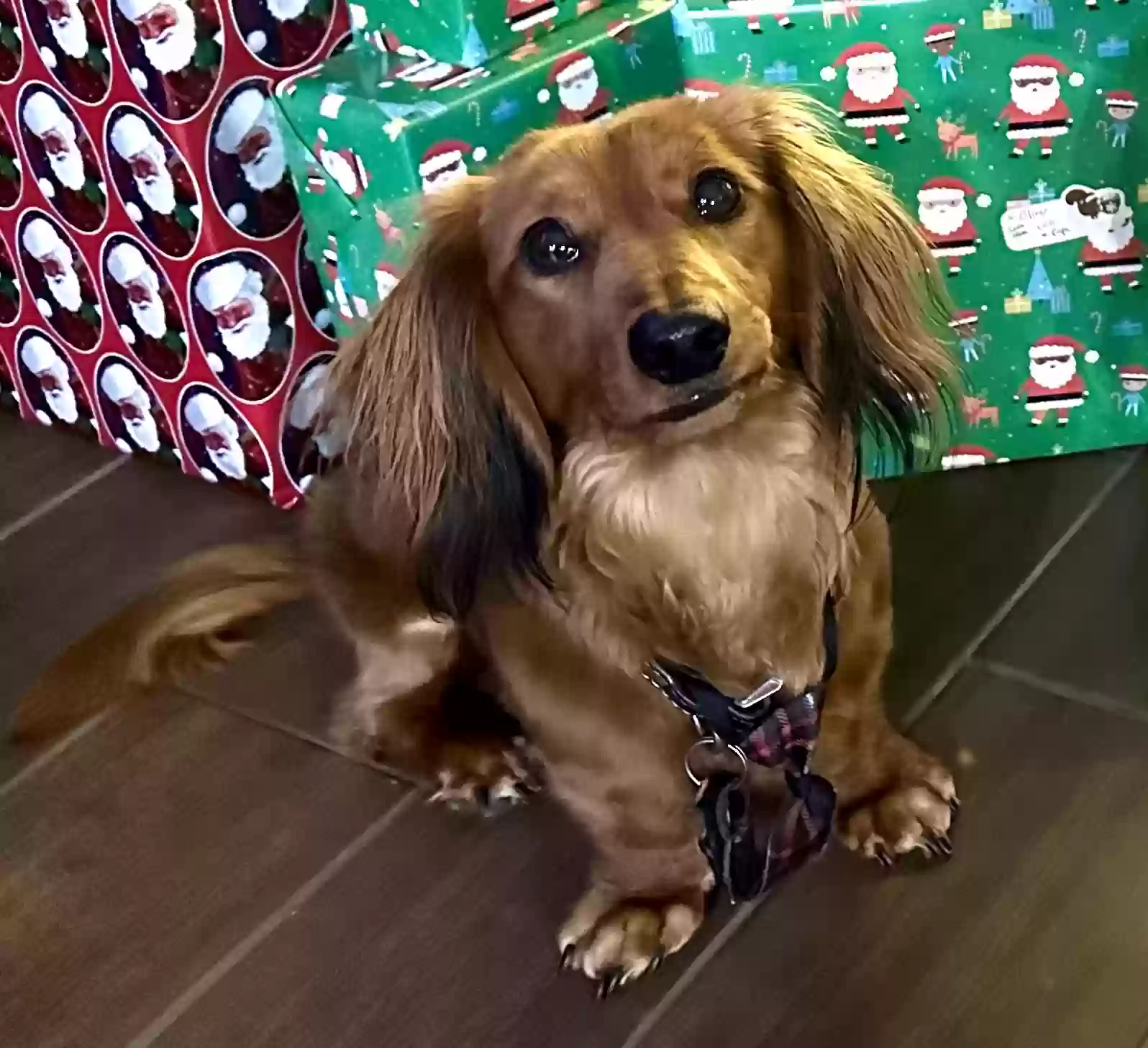 Lost dog in Sachse, TX, 75048