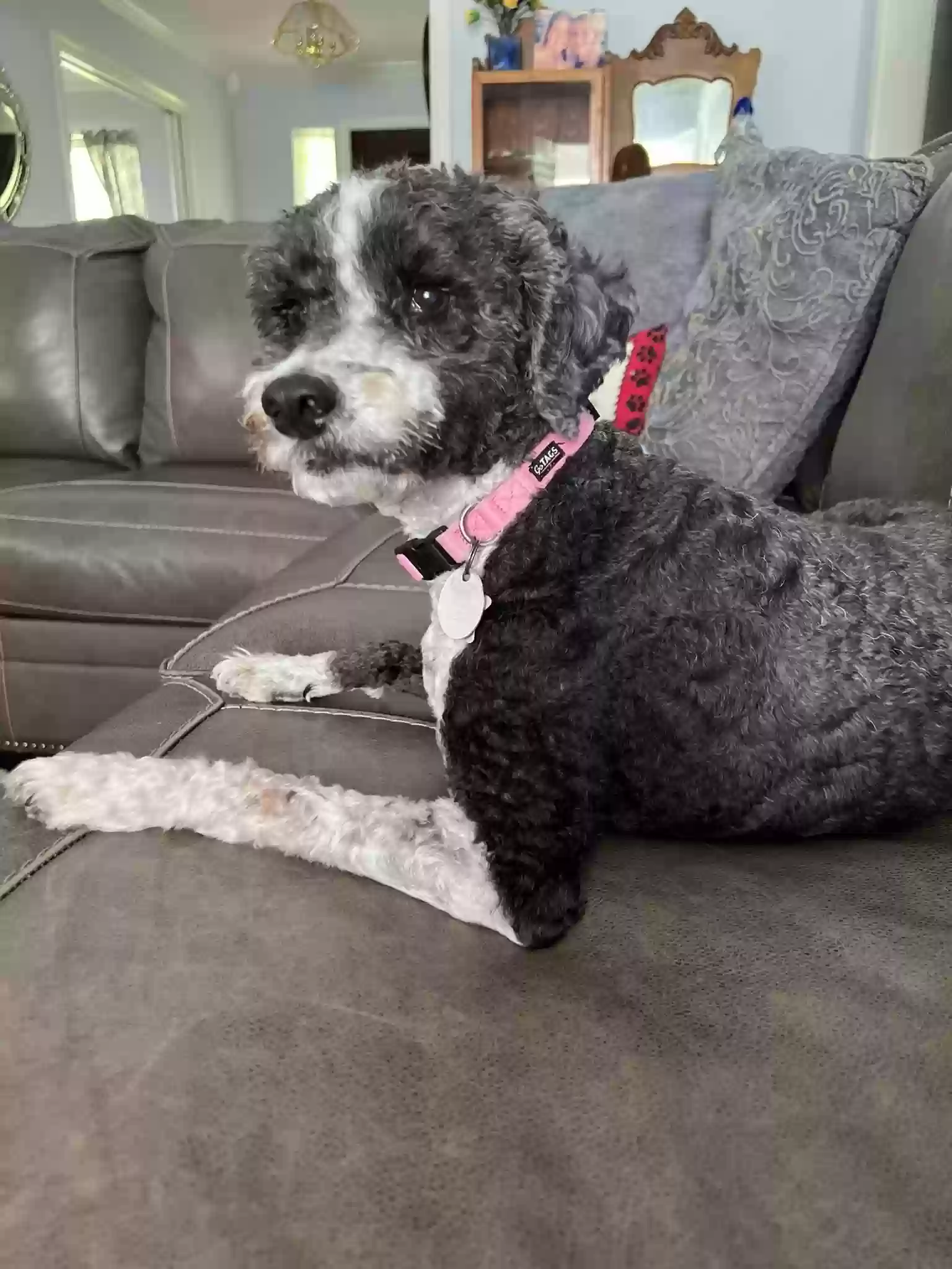 Lost dog in Santa Fe, TX, 77510