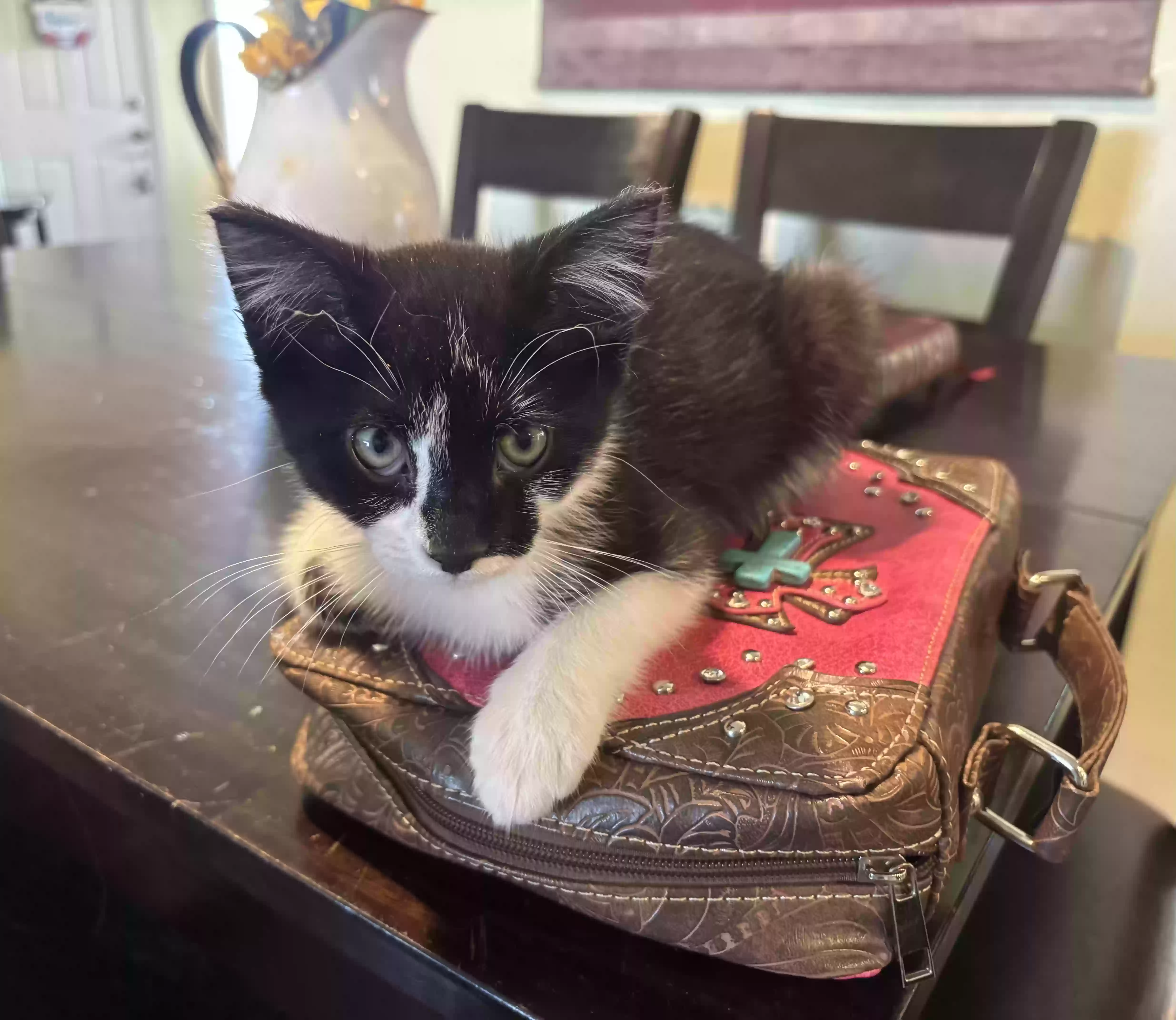 Lost cat in Beaumont, CA, 92223
