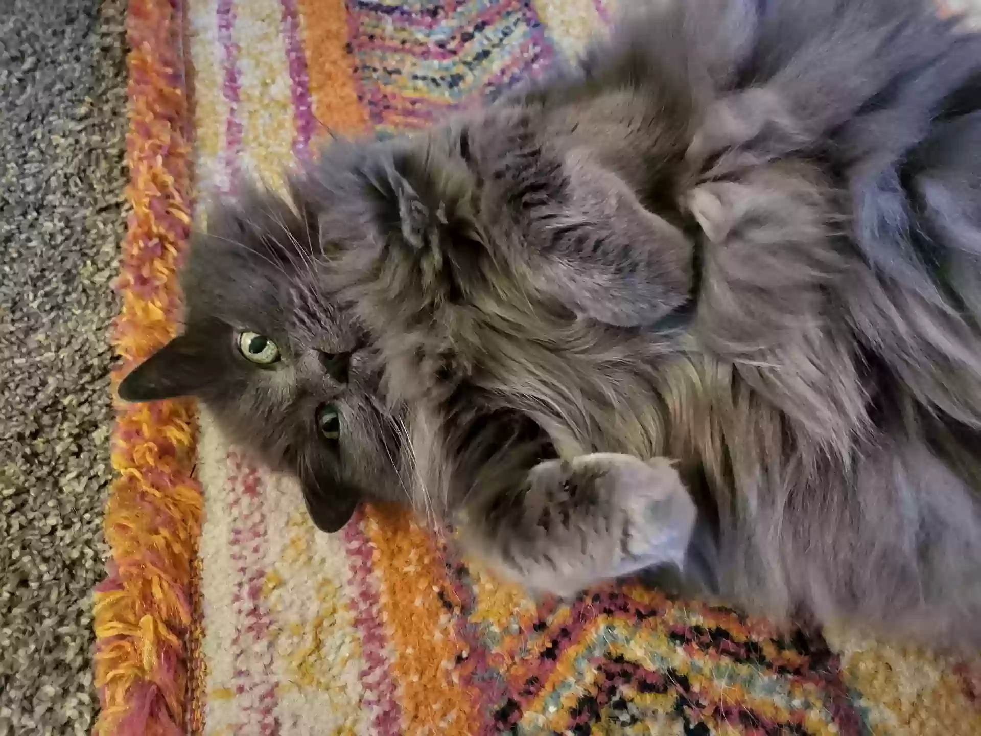 Lost cat in Fountain, CO, 80817