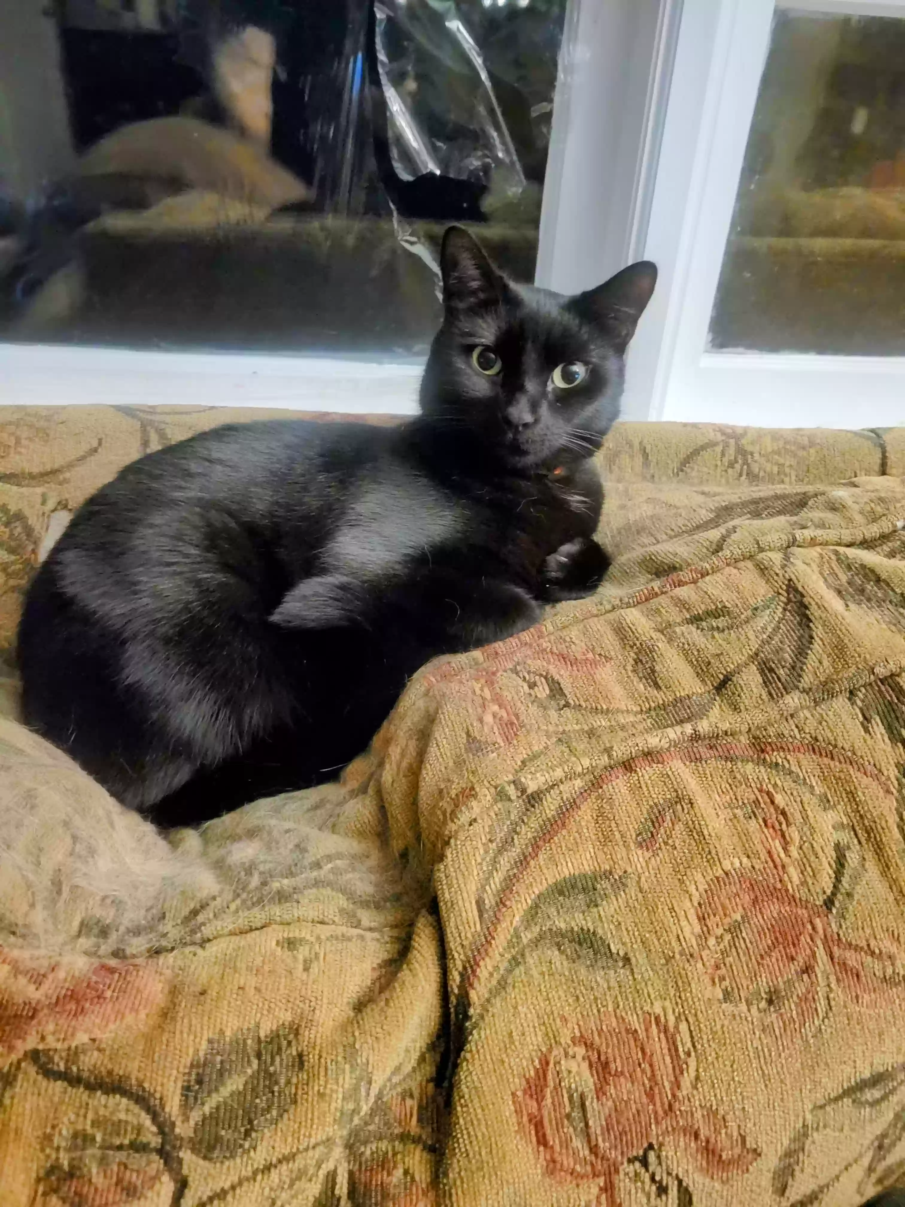 Lost cat in Woodbridge, CT, 6525