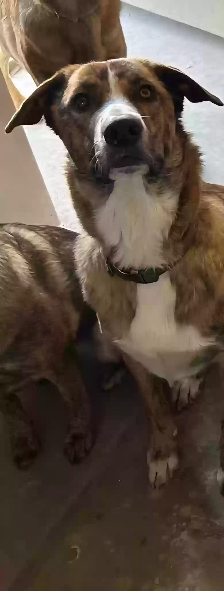 Lost dog in Belen, NM, 87002