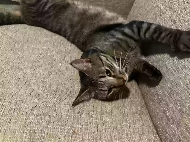 Lost cat in Hendersonville, NC, 28792
