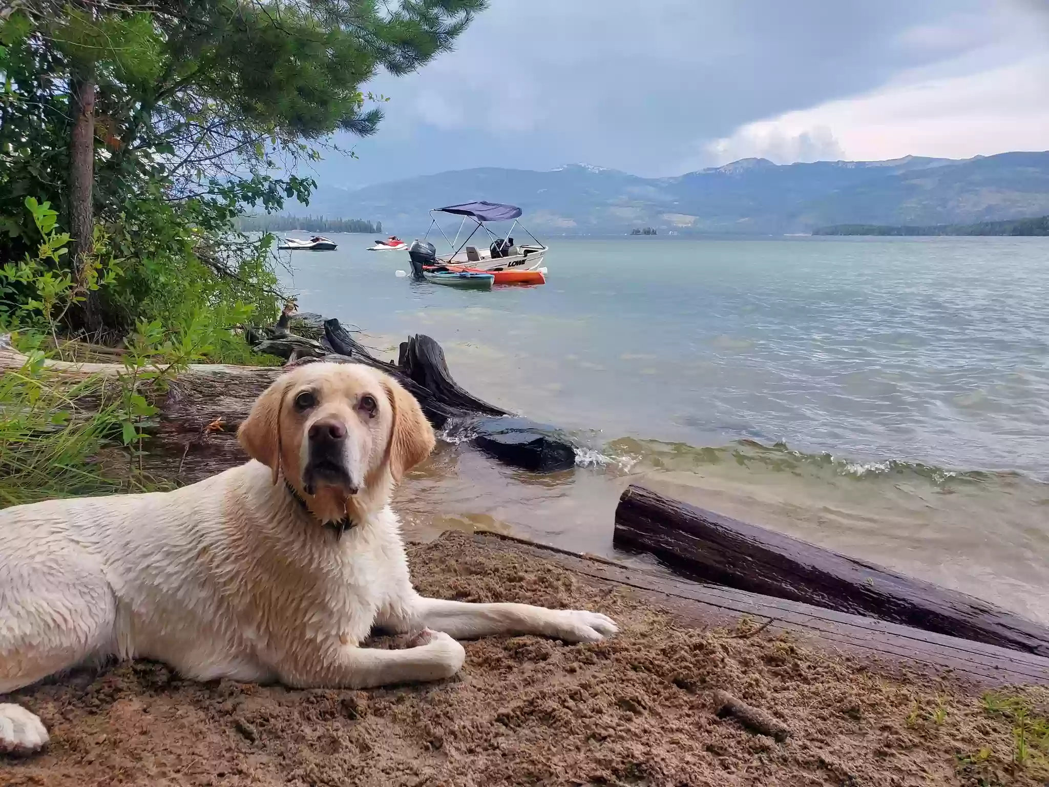 Lost dog in Rathdrum, ID, 83858
