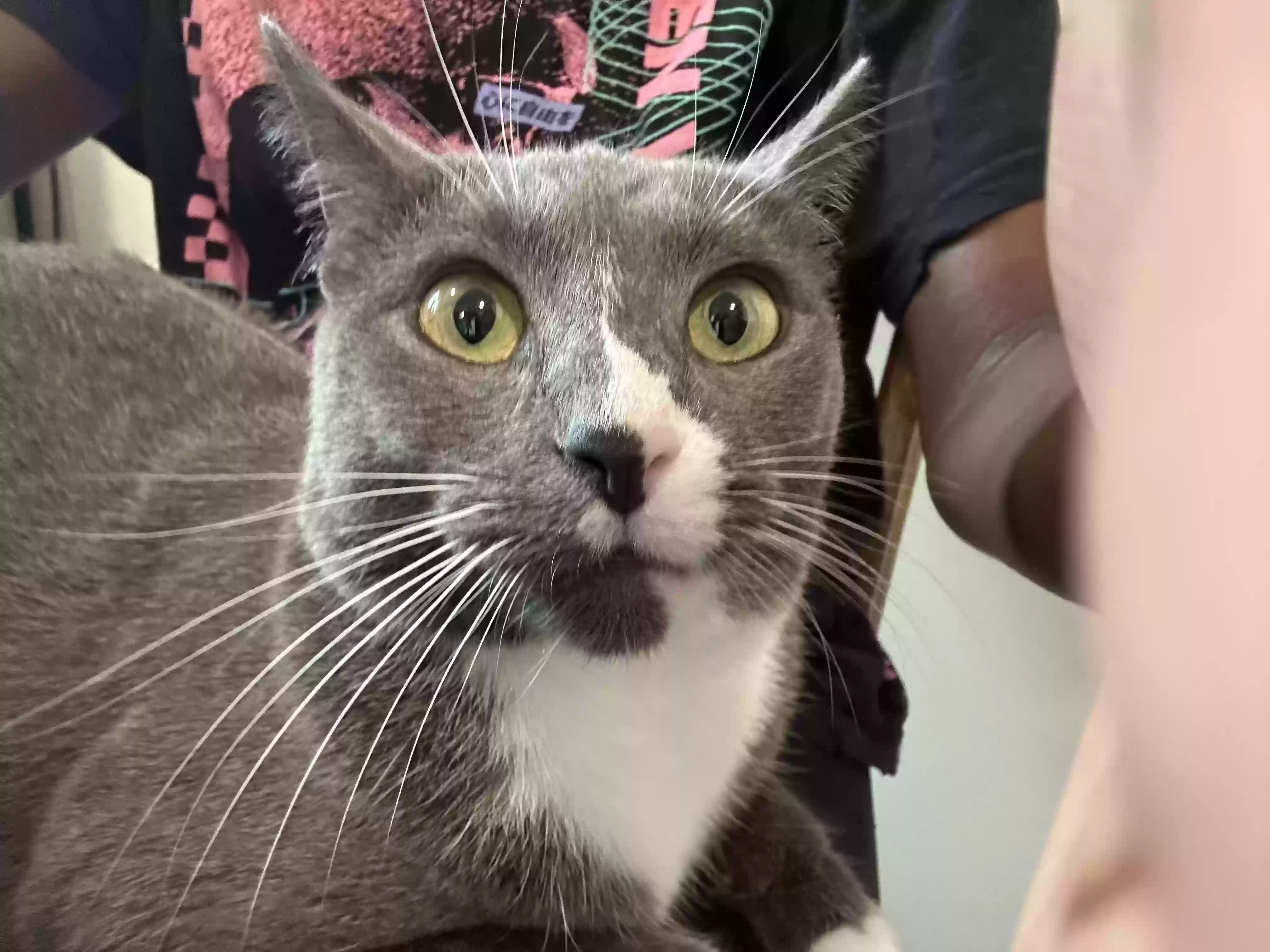 Lost cat in Columbus, OH, 43203
