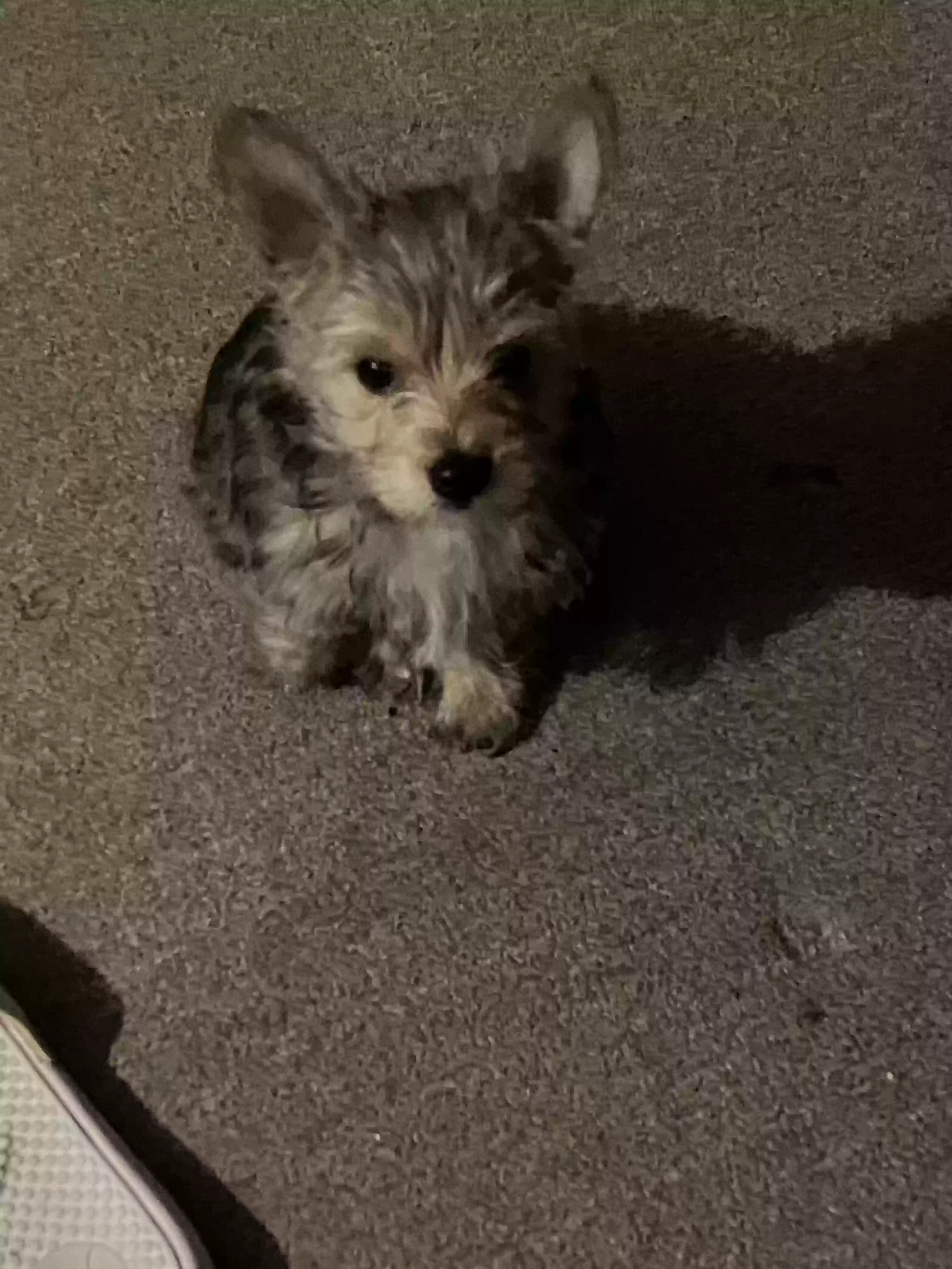 Lost dog in Saint Paul, MN, 55130