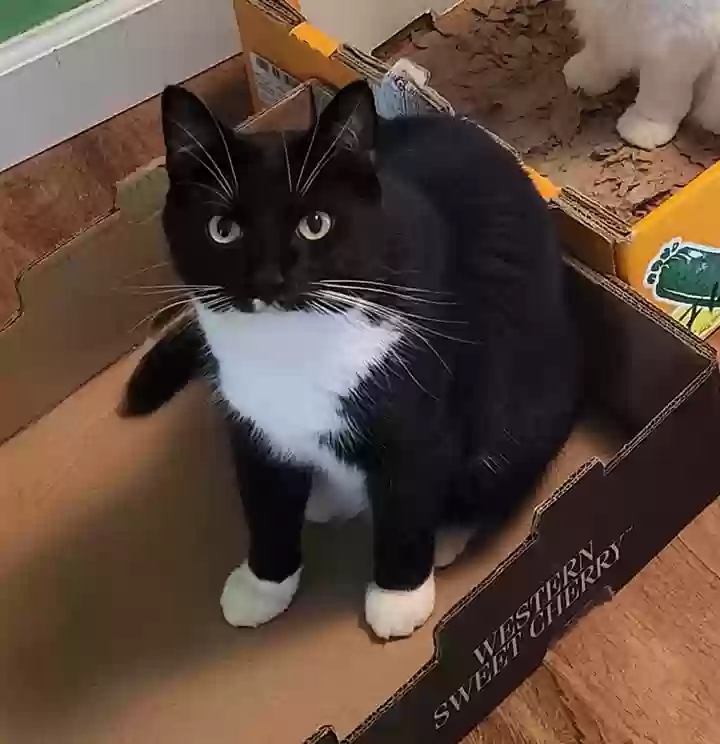 Lost cat in Tallahassee, FL, 32308