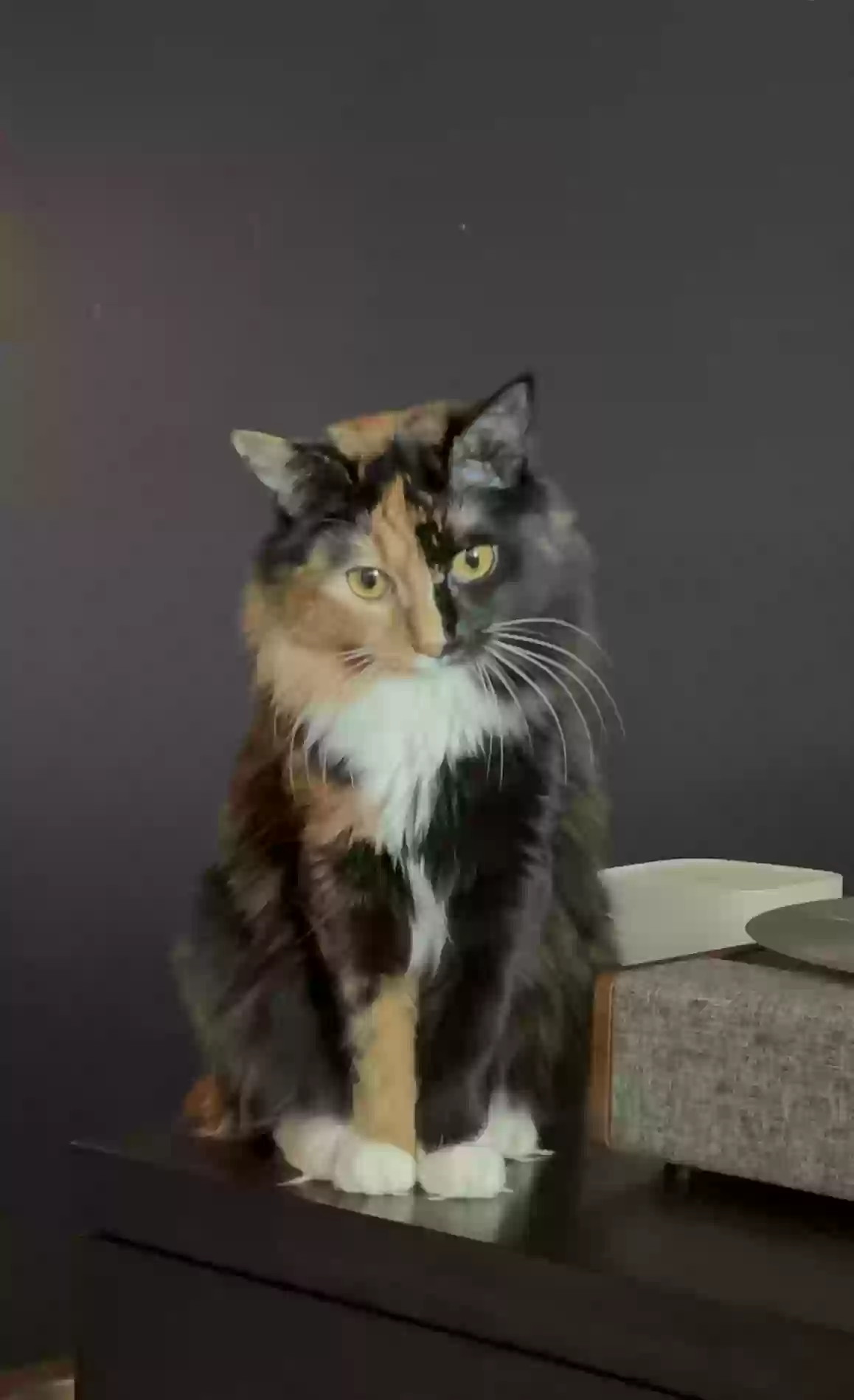 Lost cat in Dalton, GA, 30720