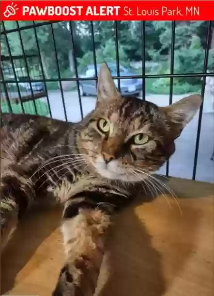 Lost cat in Minneapolis, MN, 55416