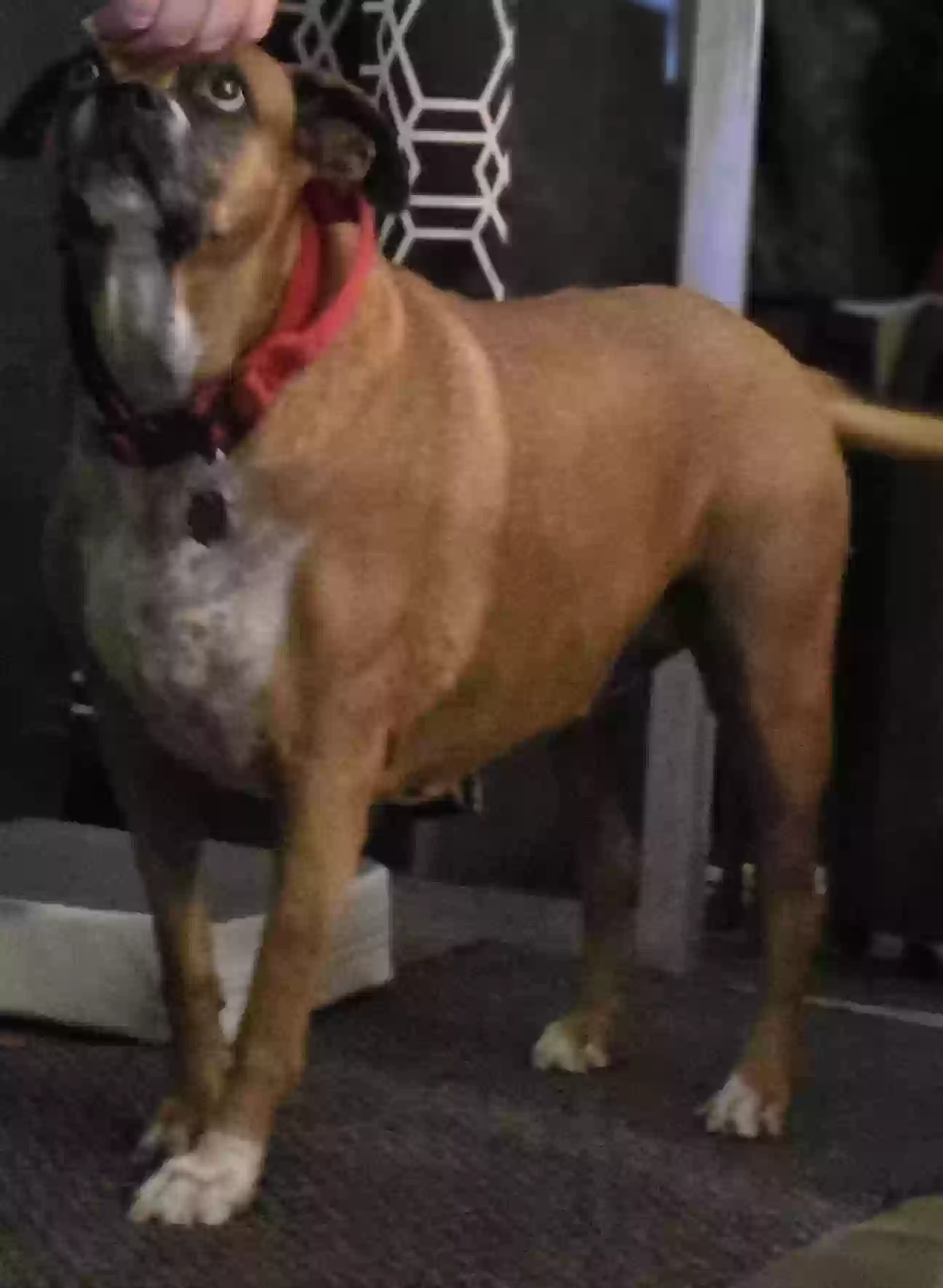 Lost dog in Converse, TX, 78109