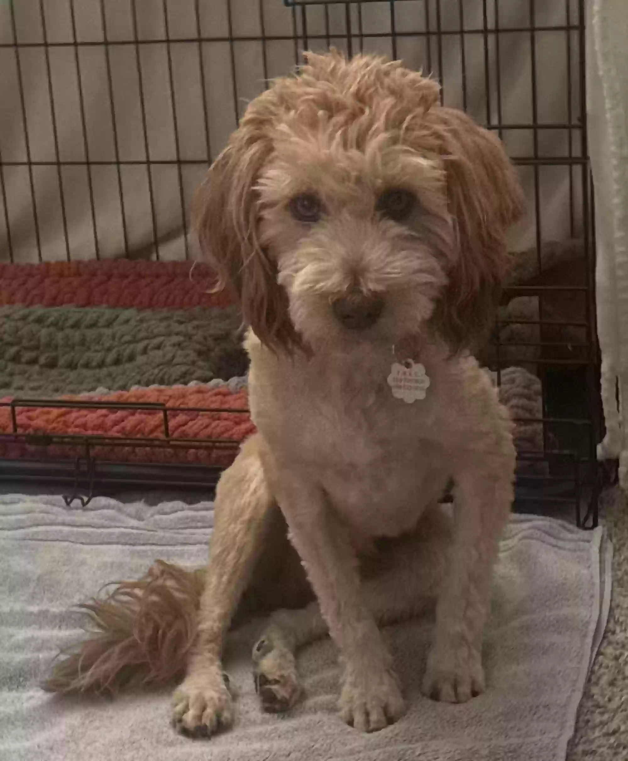 Lost dog in Brentwood, CA, 94513