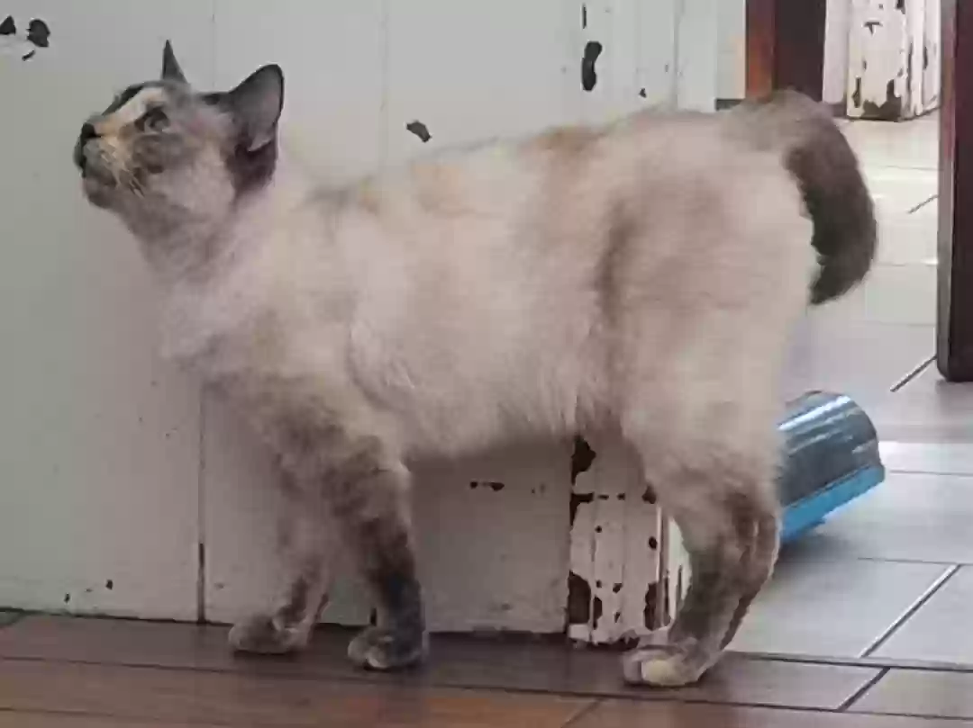 Lost cat in Stafford, TX, 77477
