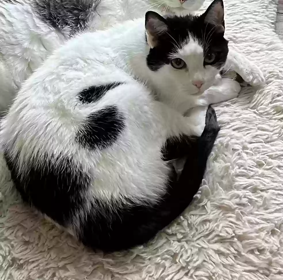 Lost cat in Owasso, OK, 74055