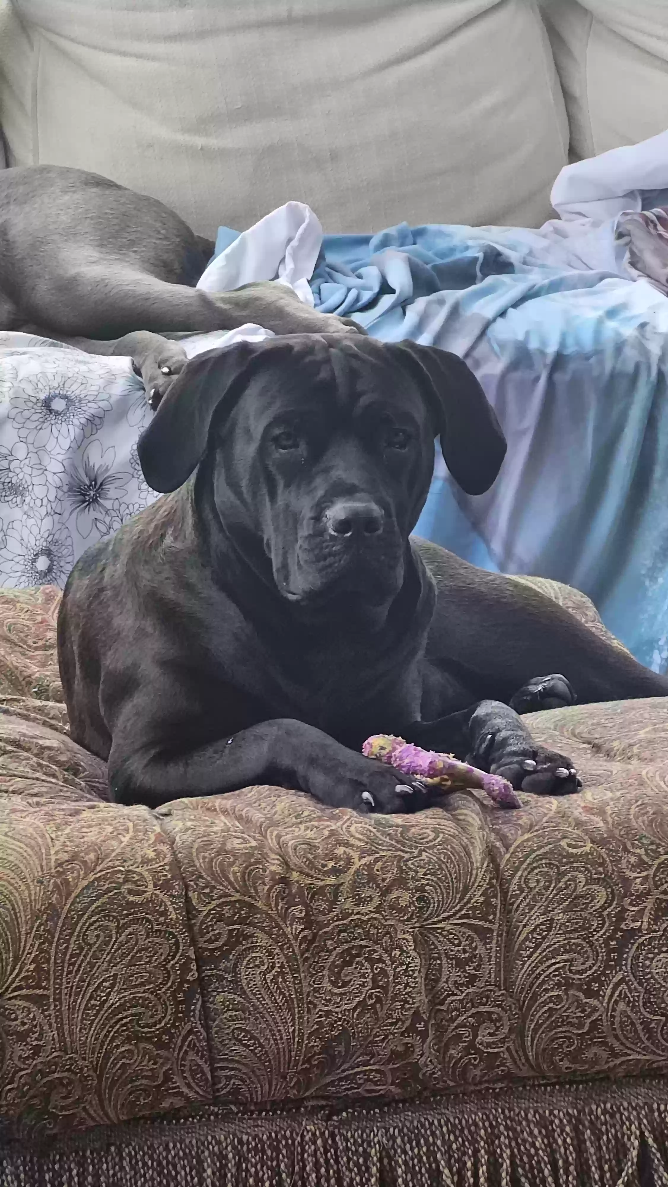 Lost dog in Arnold, MO, 63010