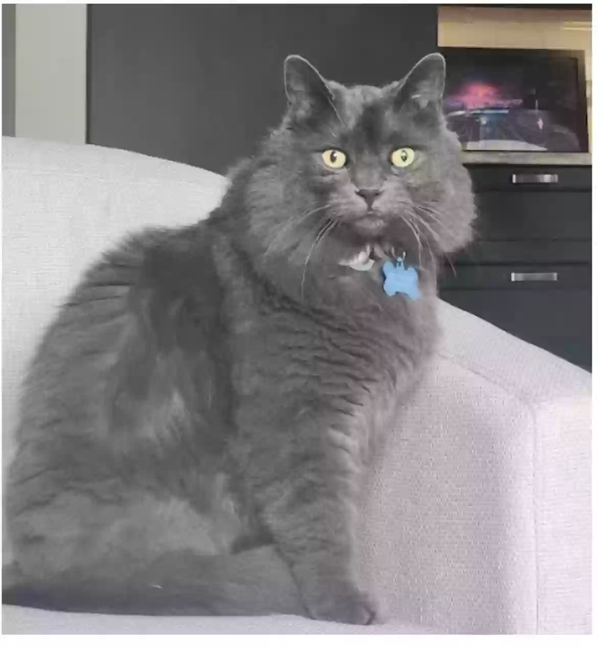 Lost cat in Arvada, CO, 80002