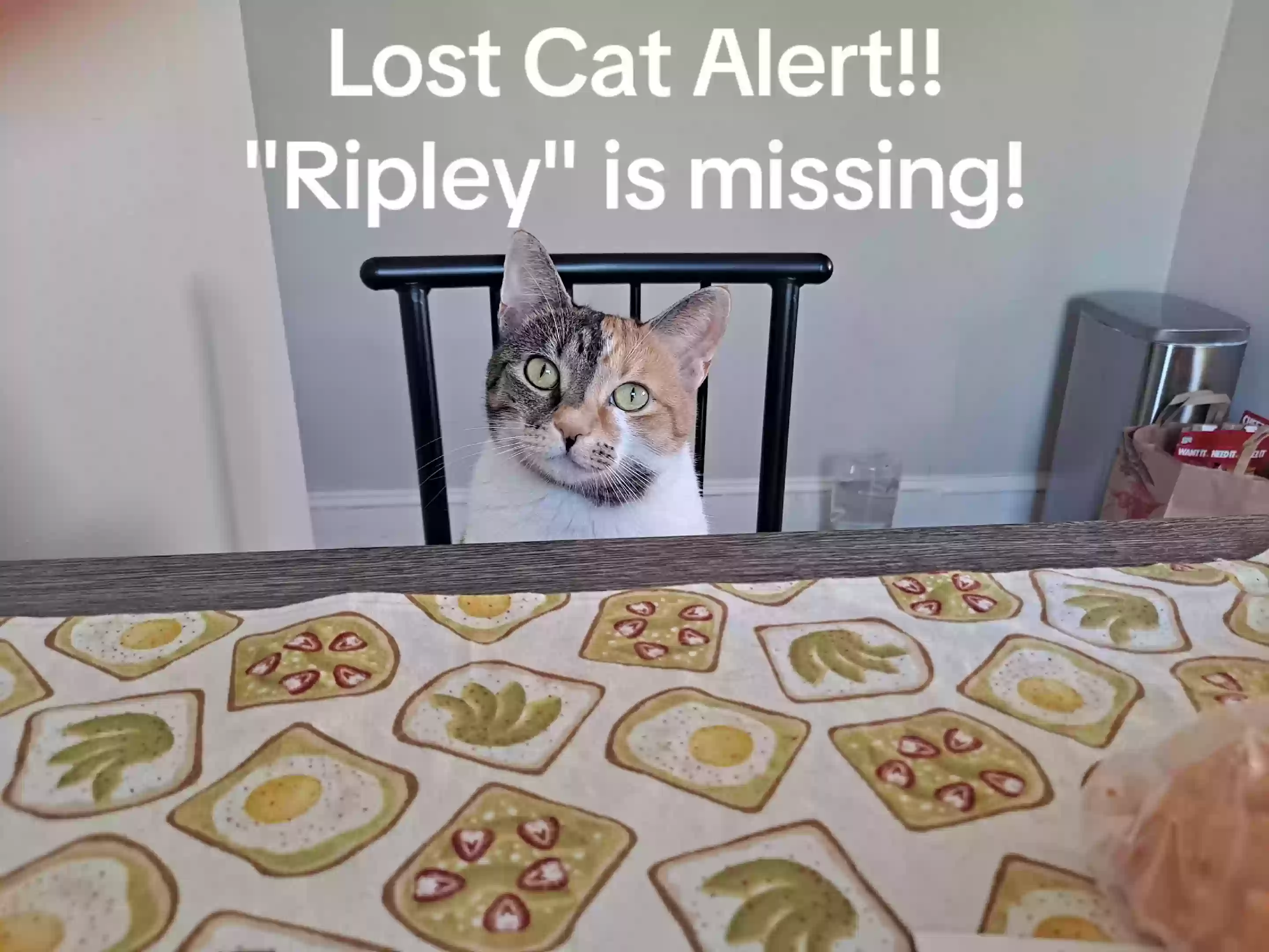 Lost cat in Upper Darby, PA, 19082