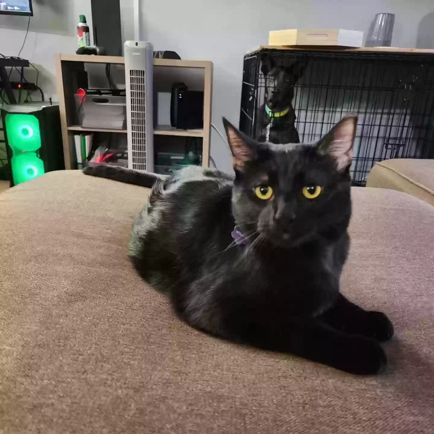 Lost cat in Painesville, OH, 44077