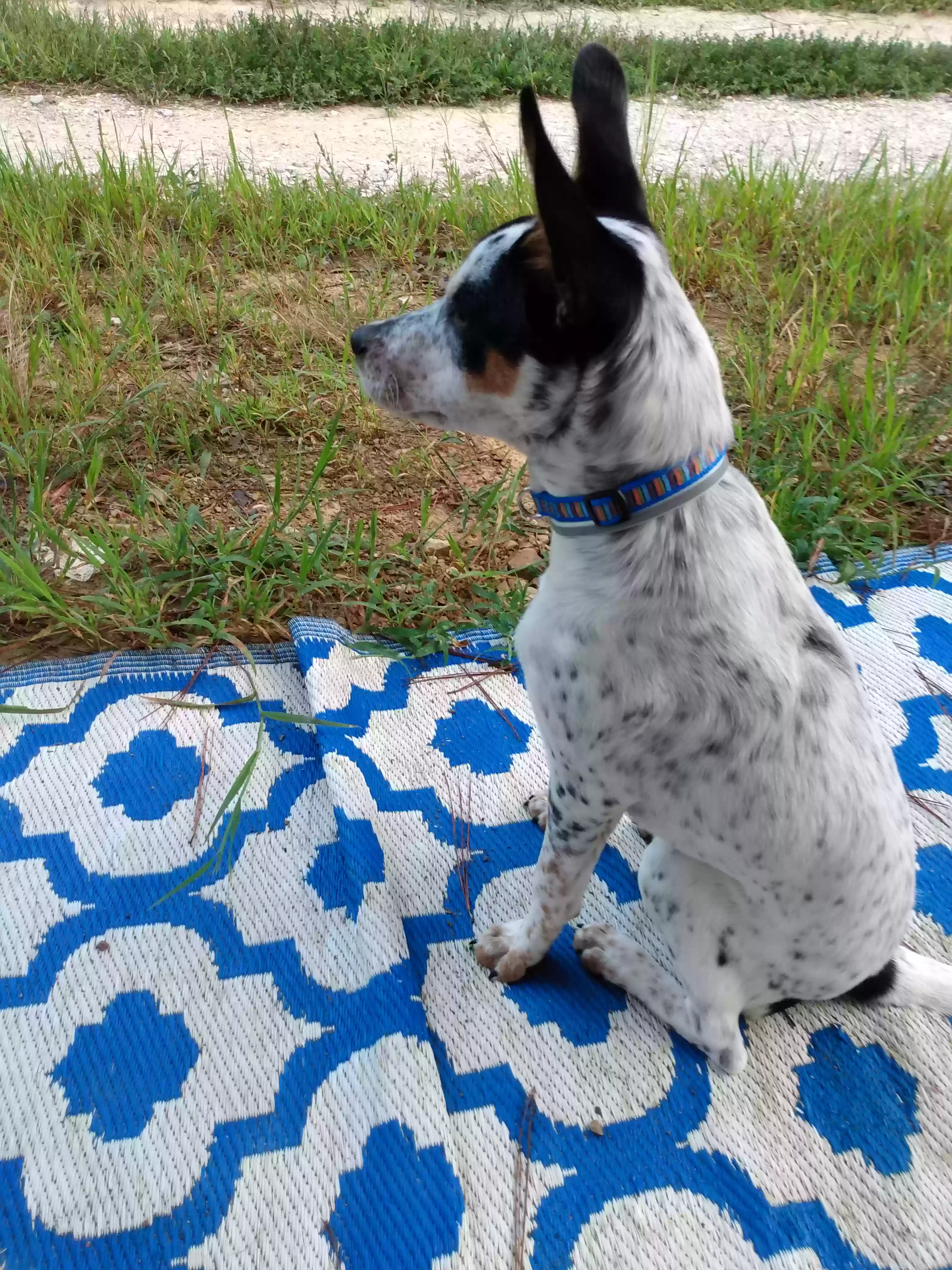 Found dog in Bismarck, AR, 71929
