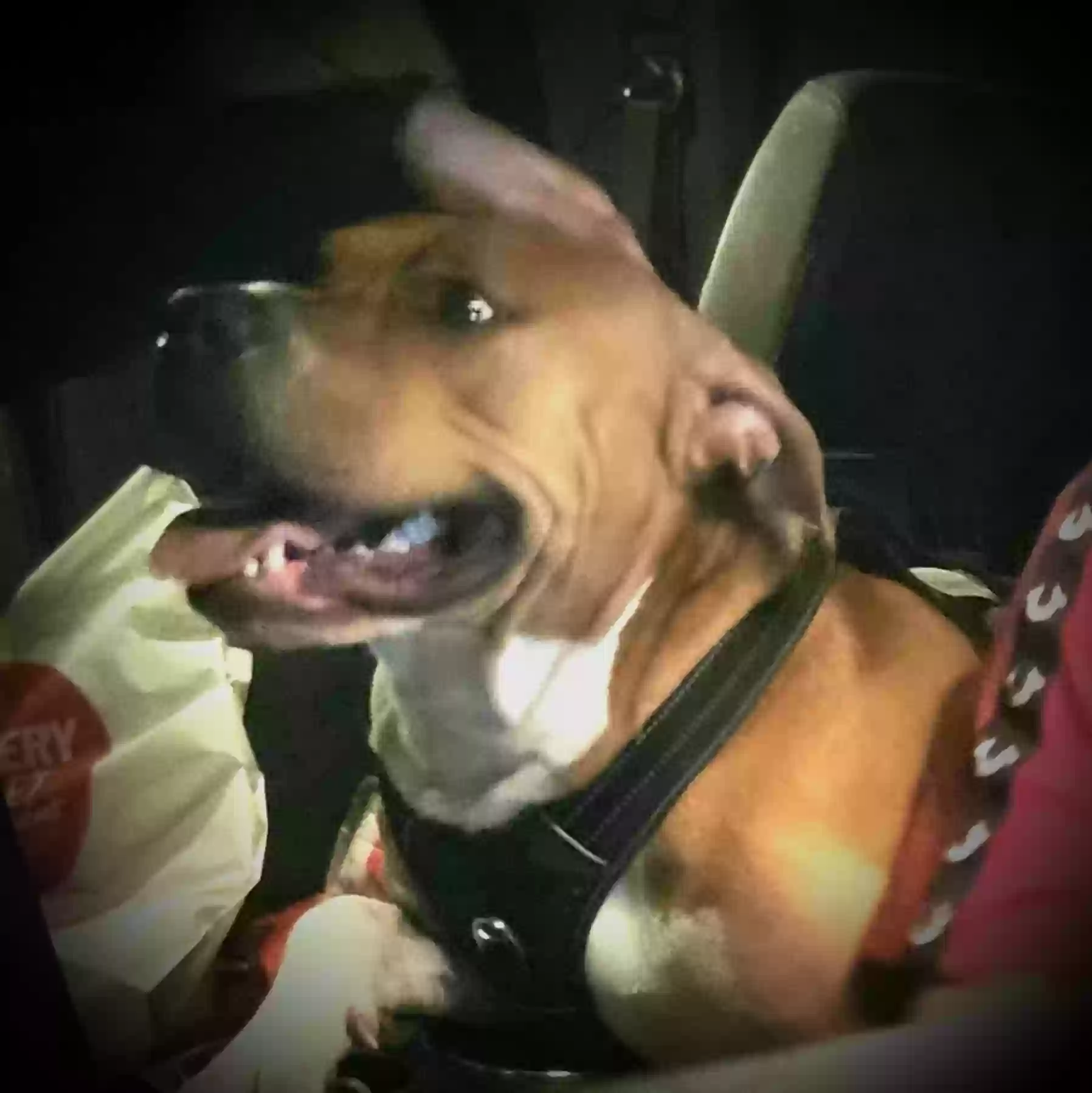 Lost dog in Seattle, WA, 98146