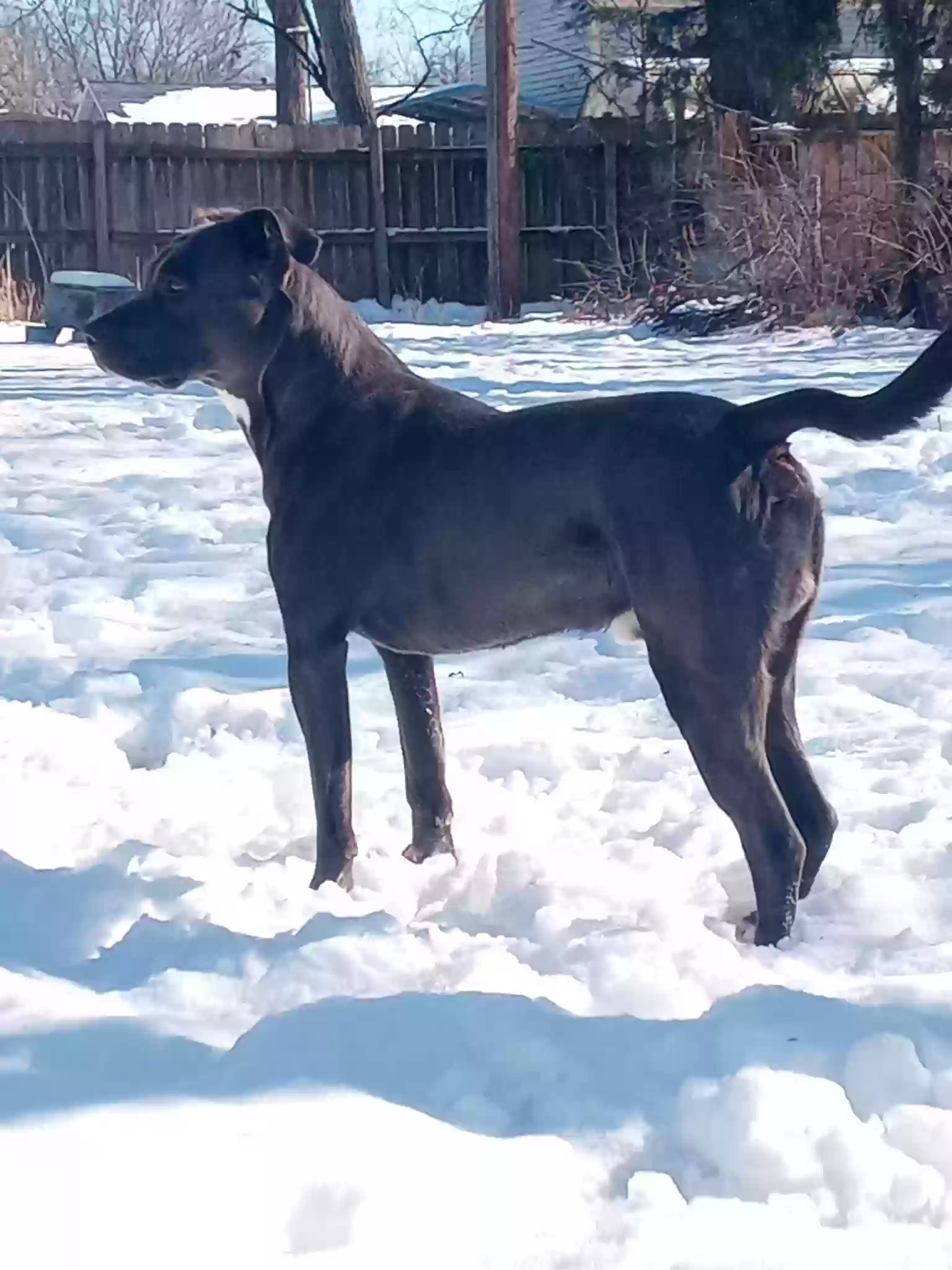 Lost dog in Wichita, KS, 67217