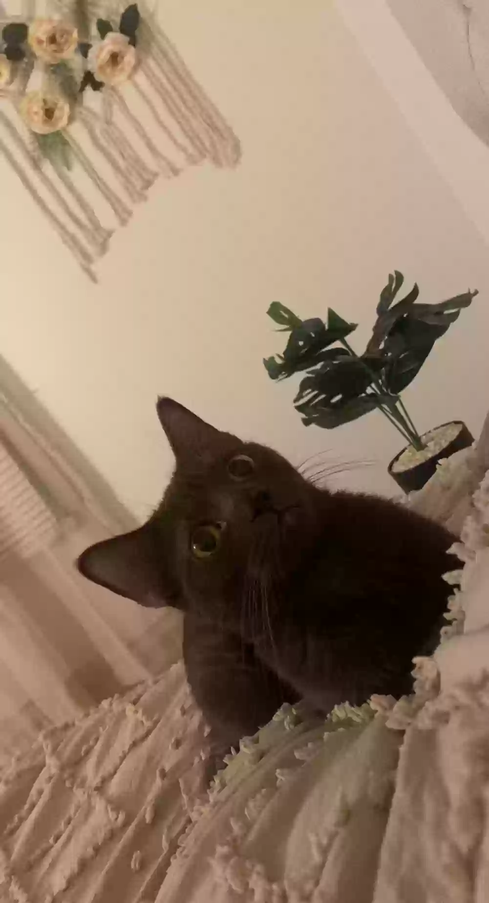 Lost cat in Lake Worth, FL, 33462