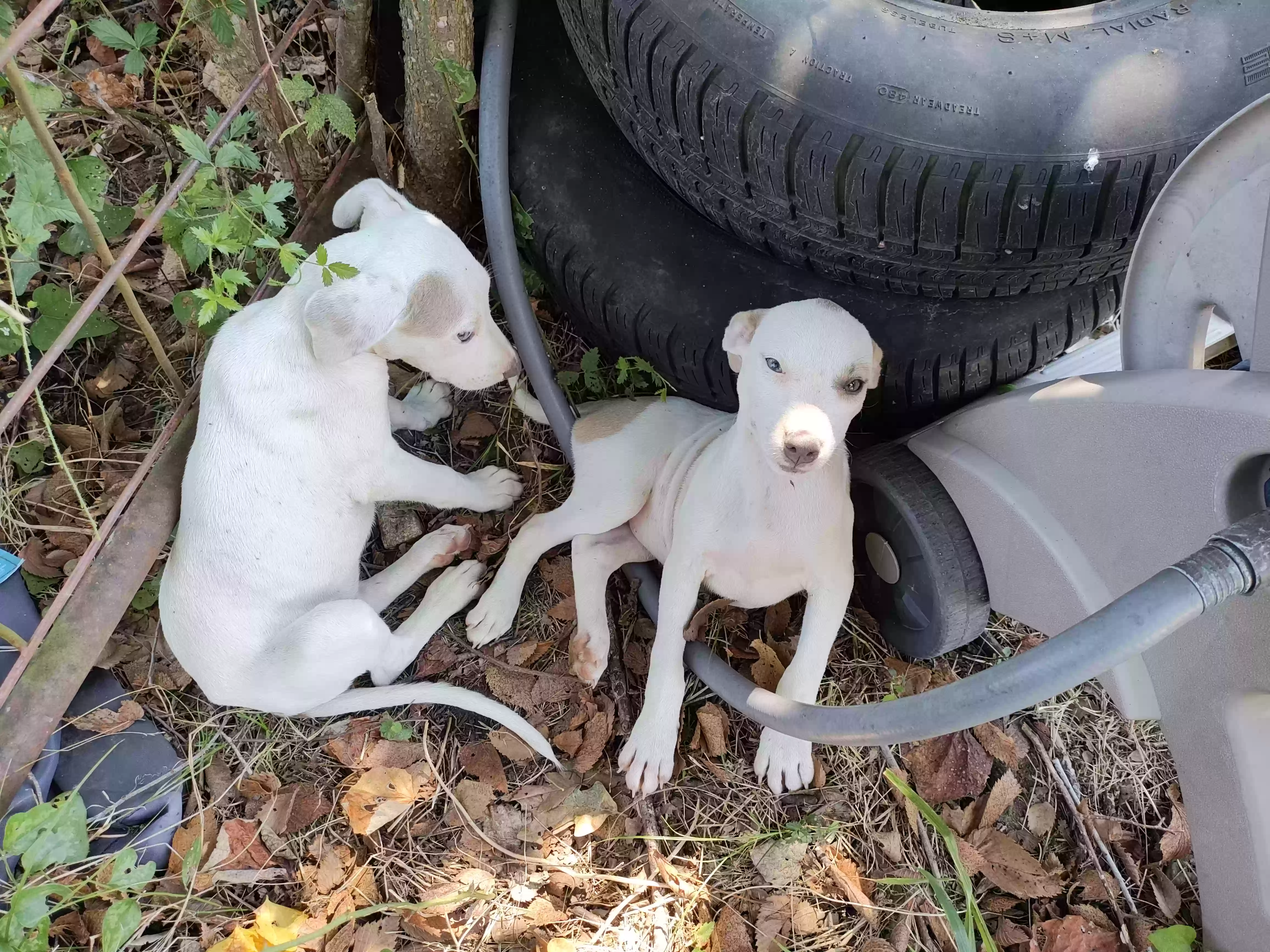 Found dog in Mexia, TX, 76667