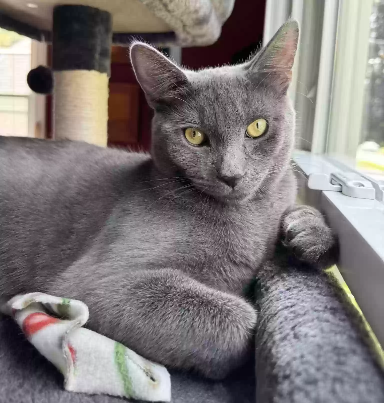 Lost cat in Bristol, CT, 6010