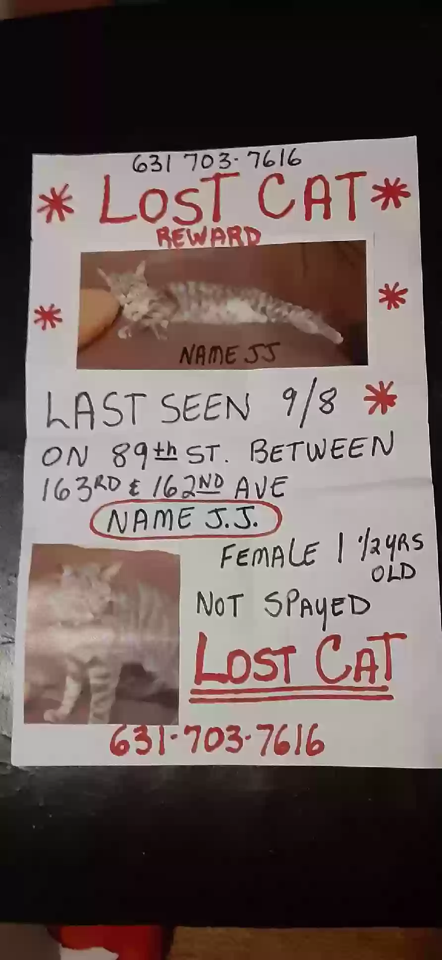 Lost cat in Howard Beach, NY, 11414