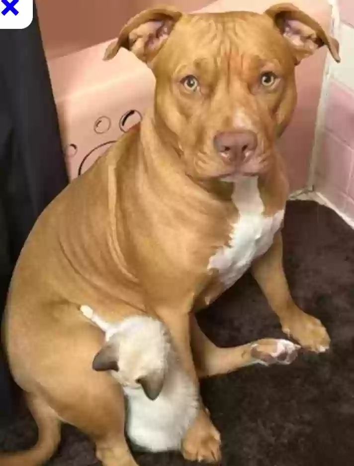 Lost dog in Akron, OH, 44314