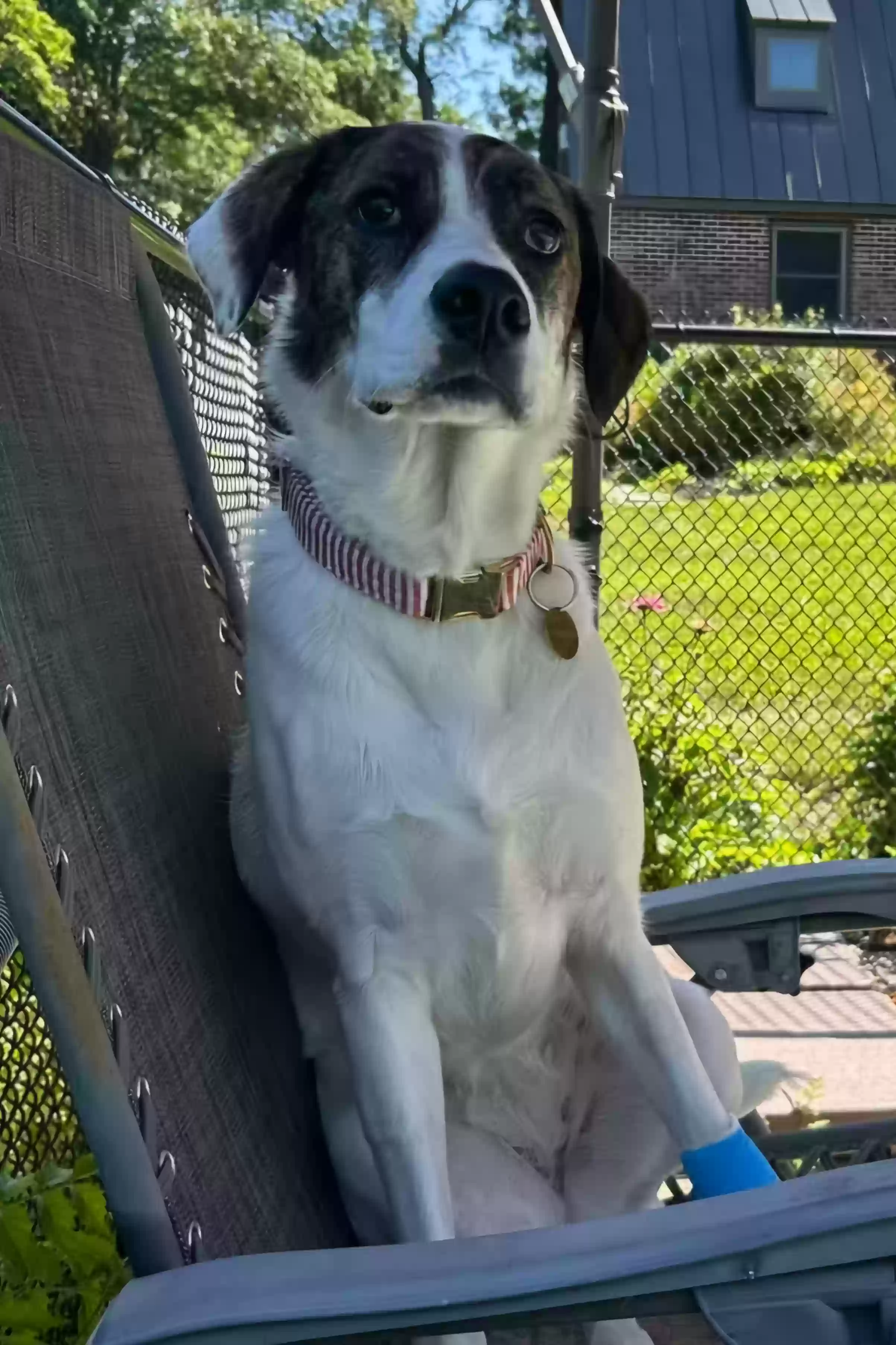 Lost dog in Chatham, NY, 12037