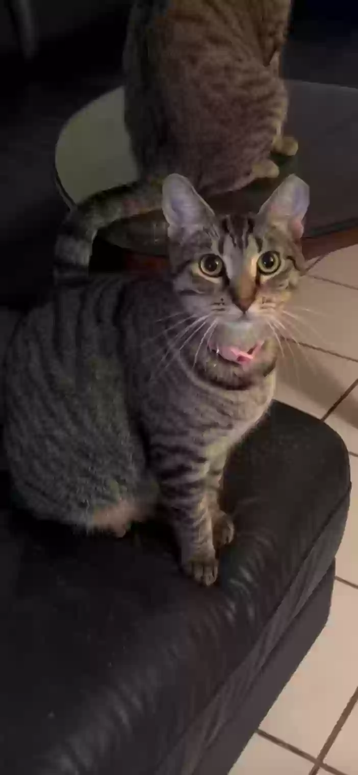 Lost cat in Miami Beach, FL, 33141