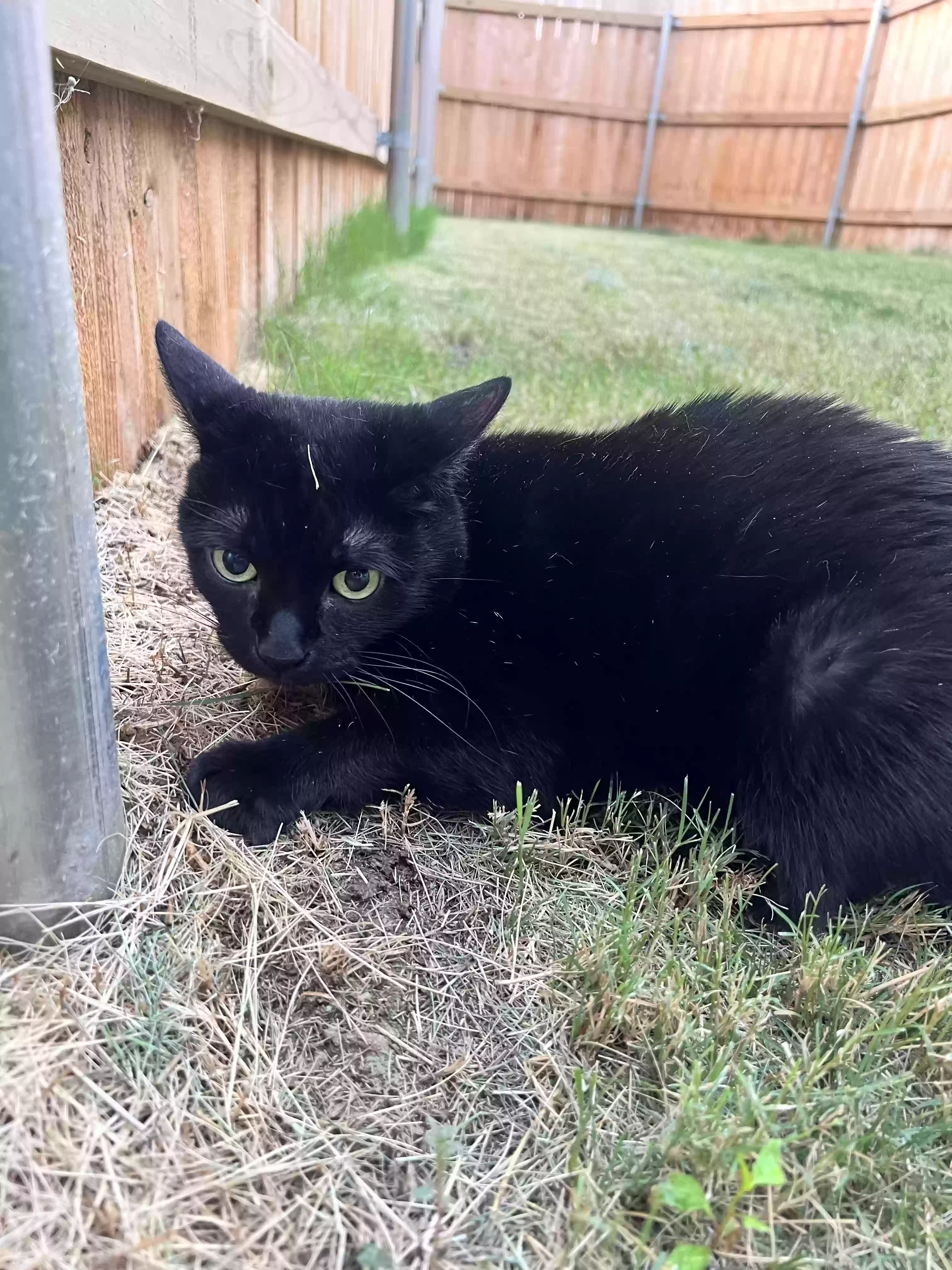 Lost cat in Fort Worth, TX, 76119