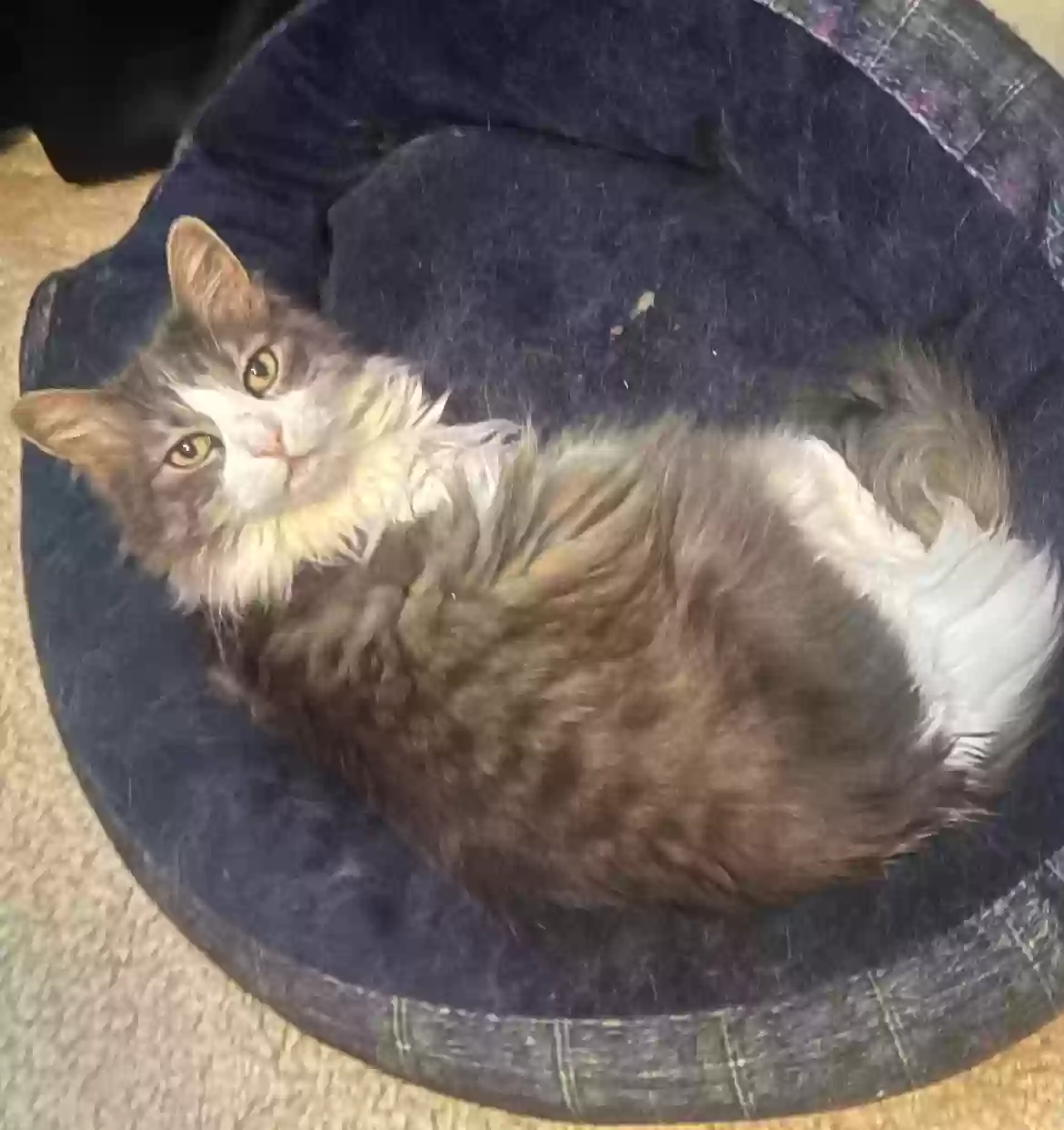 Lost cat in Kyle, TX, 78640