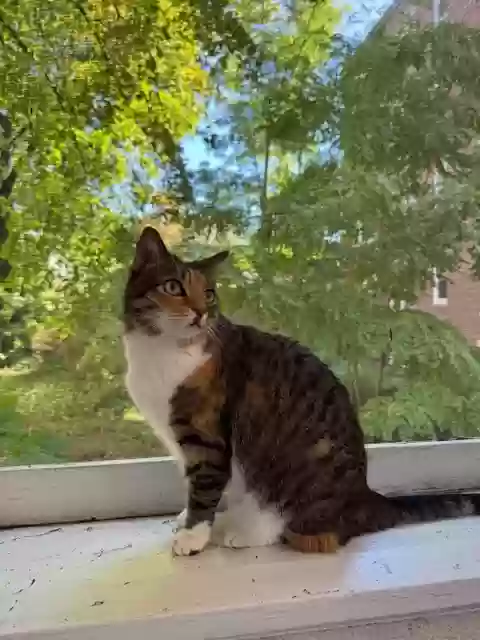 Lost cat in Cambridge, MA, 2138