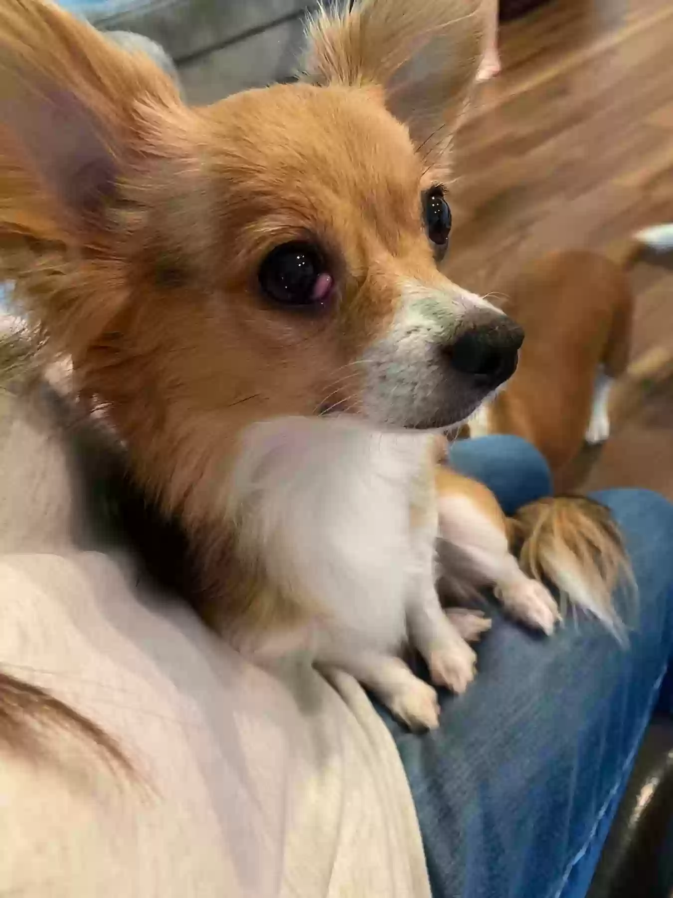 Lost dog in Camas, WA, 98607