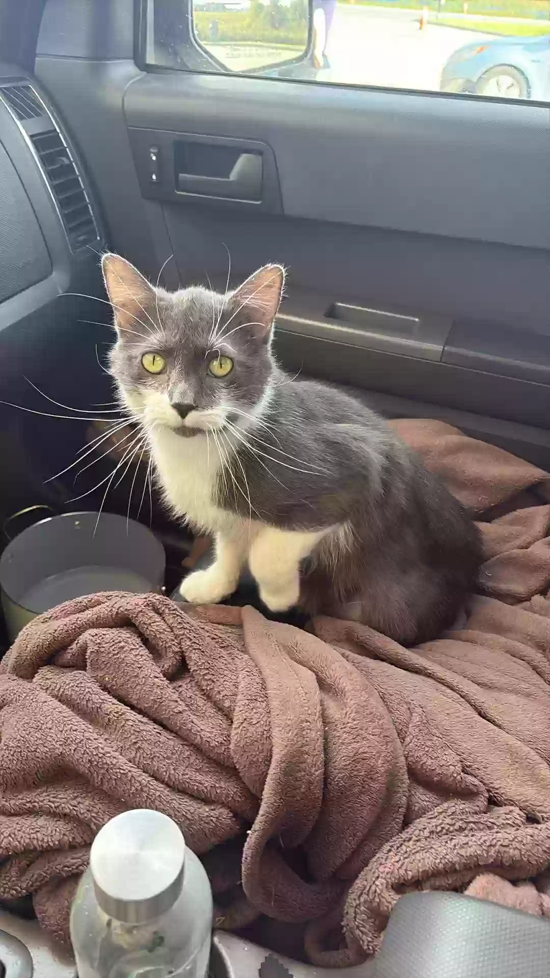 Lost cat in Salem, OR, 97305
