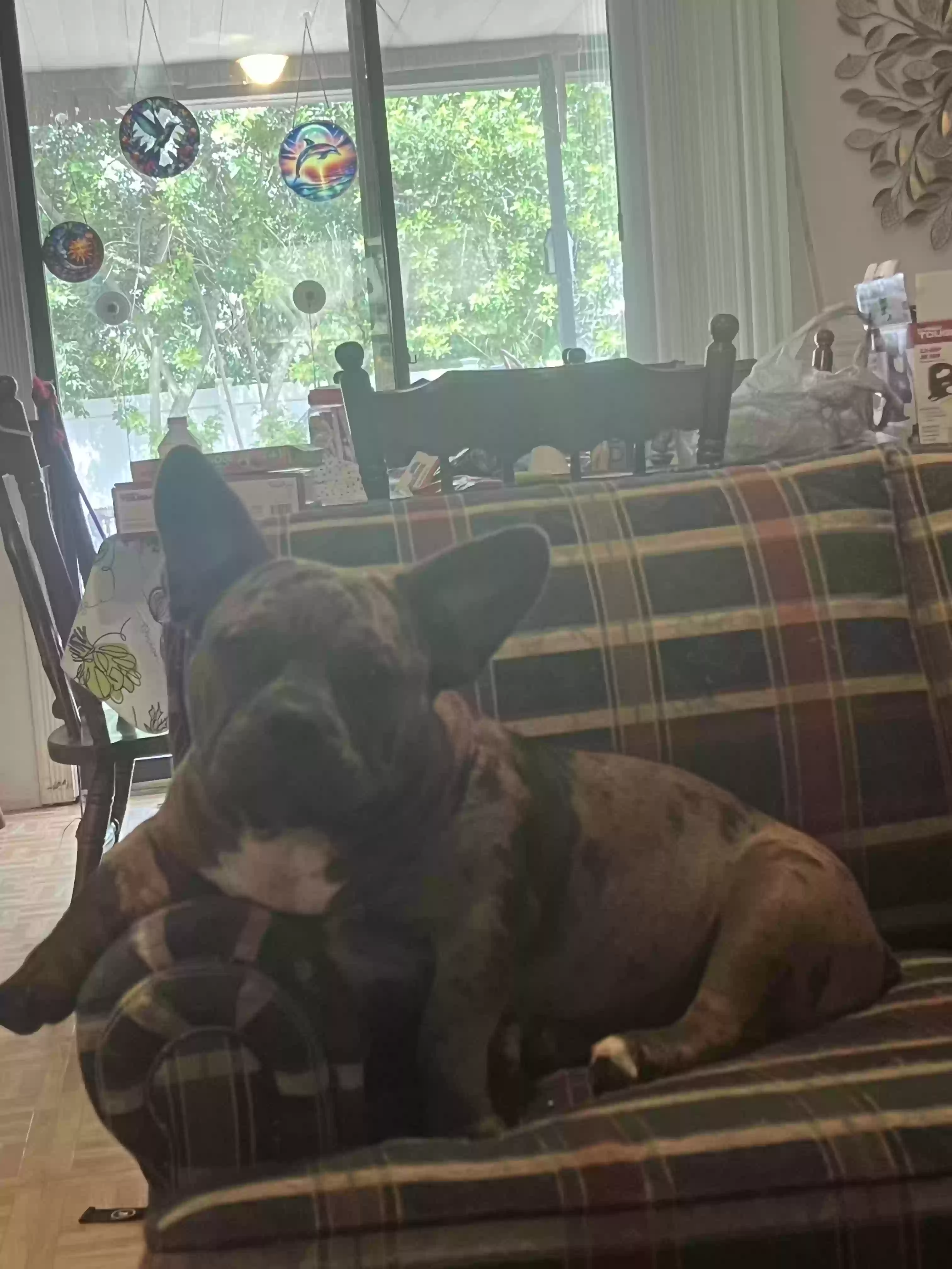 Lost dog in Cocoa, FL, 32927